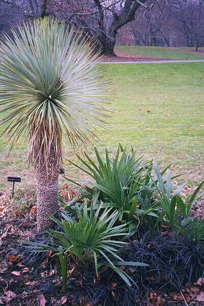 Big Bend Yucca (Yucca Rostrata) — pale blue-green leaves spanning around 2 feet