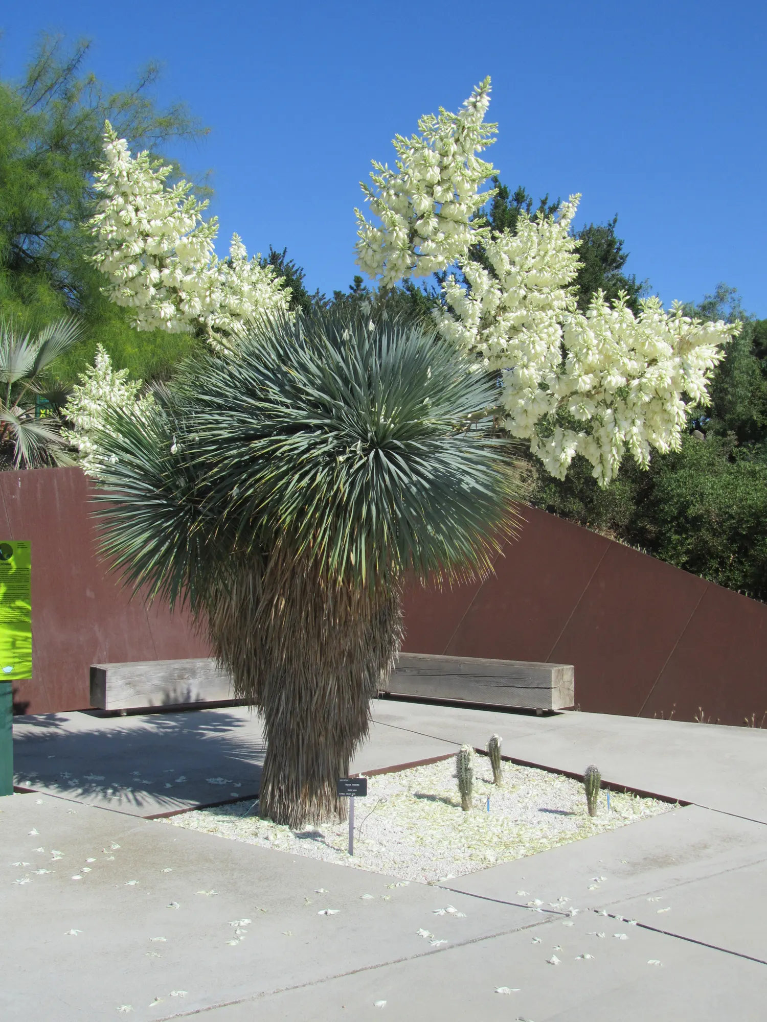 Big Bend Yucca (Yucca Rostrata) — spherical head of leaves creates a distinctly sculptural silhouette