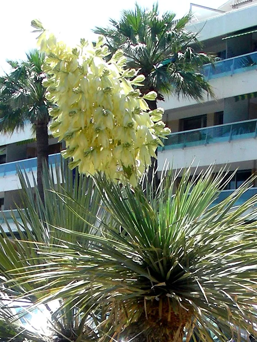 Big Bend Yucca (Yucca Rostrata) — white flowers in the garden