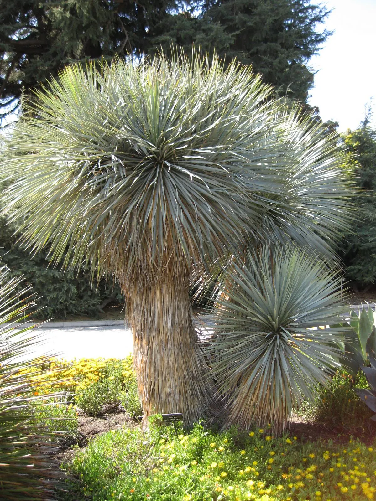 Big Bend Yucca (Yucca Rostrata) — showcasing clusters of pendent
