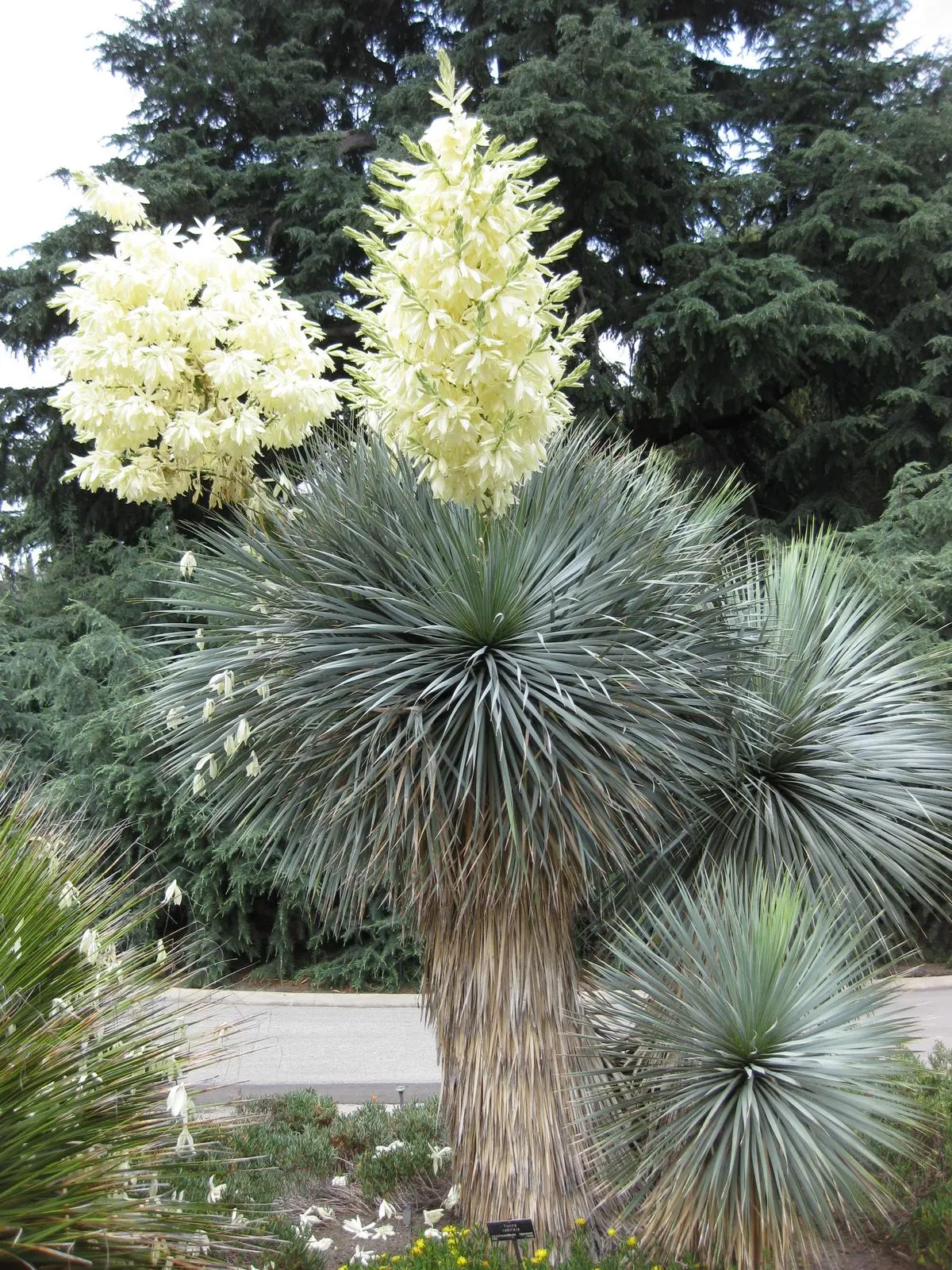 Big Bend Yucca (Yucca Rostrata) — Ideal for water-efficient landscapes due to its drought tolerance; symmetrical crown atop a thick, image 47