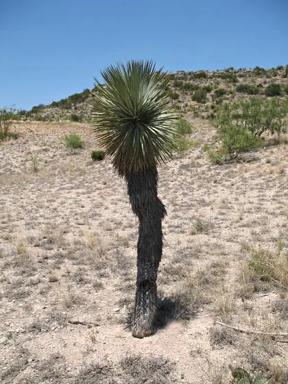 Big Bend Yucca (Yucca Rostrata) — is a visually striking and resilient plant