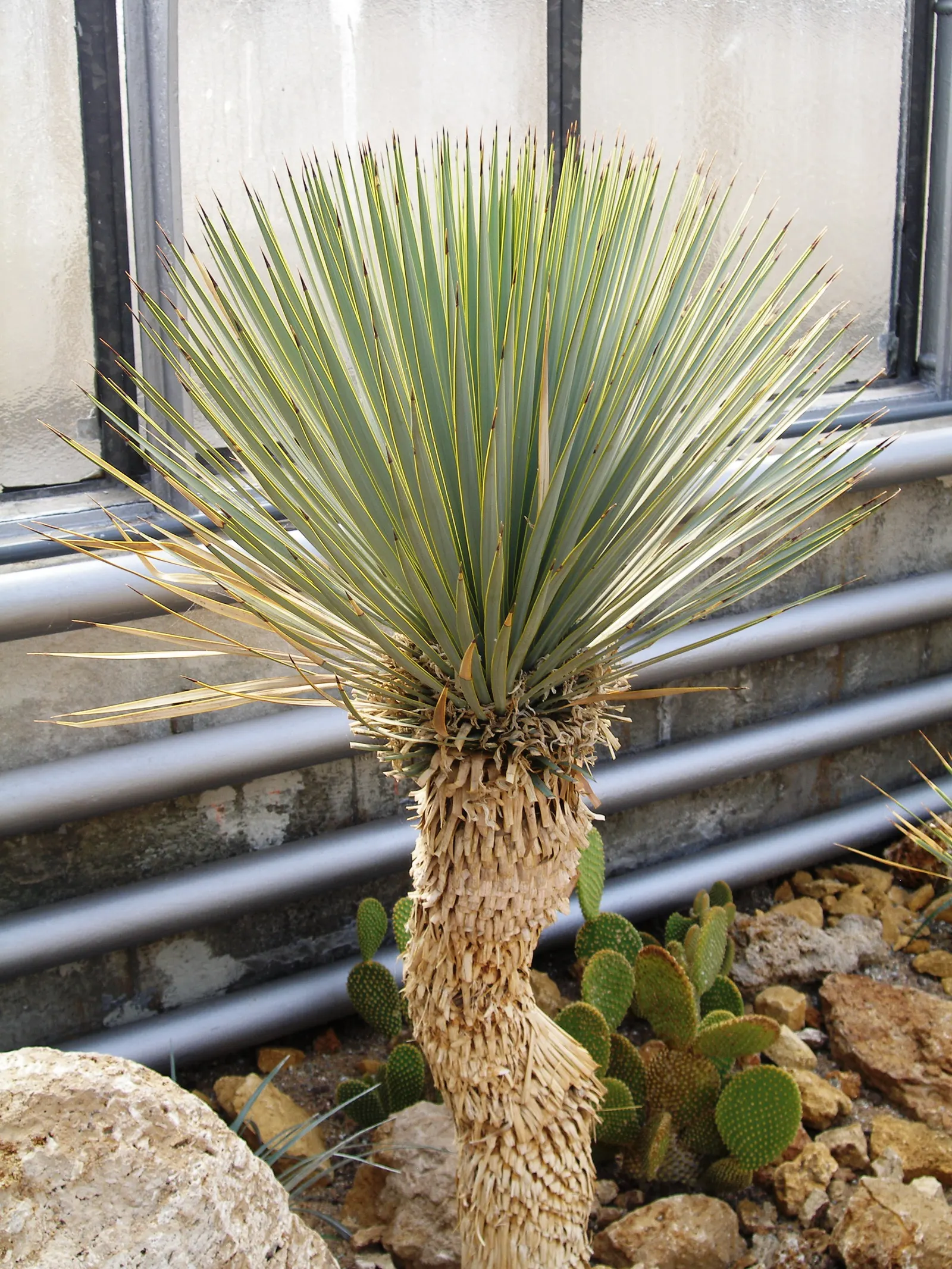 Big Bend Yucca (Yucca Rostrata) — the leaves of Yucca rostrata form a dense