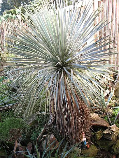 Big Bend Yucca (Yucca Rostrata) — while its stunning white blooms on a tall spike add allure in late spring to early summer
