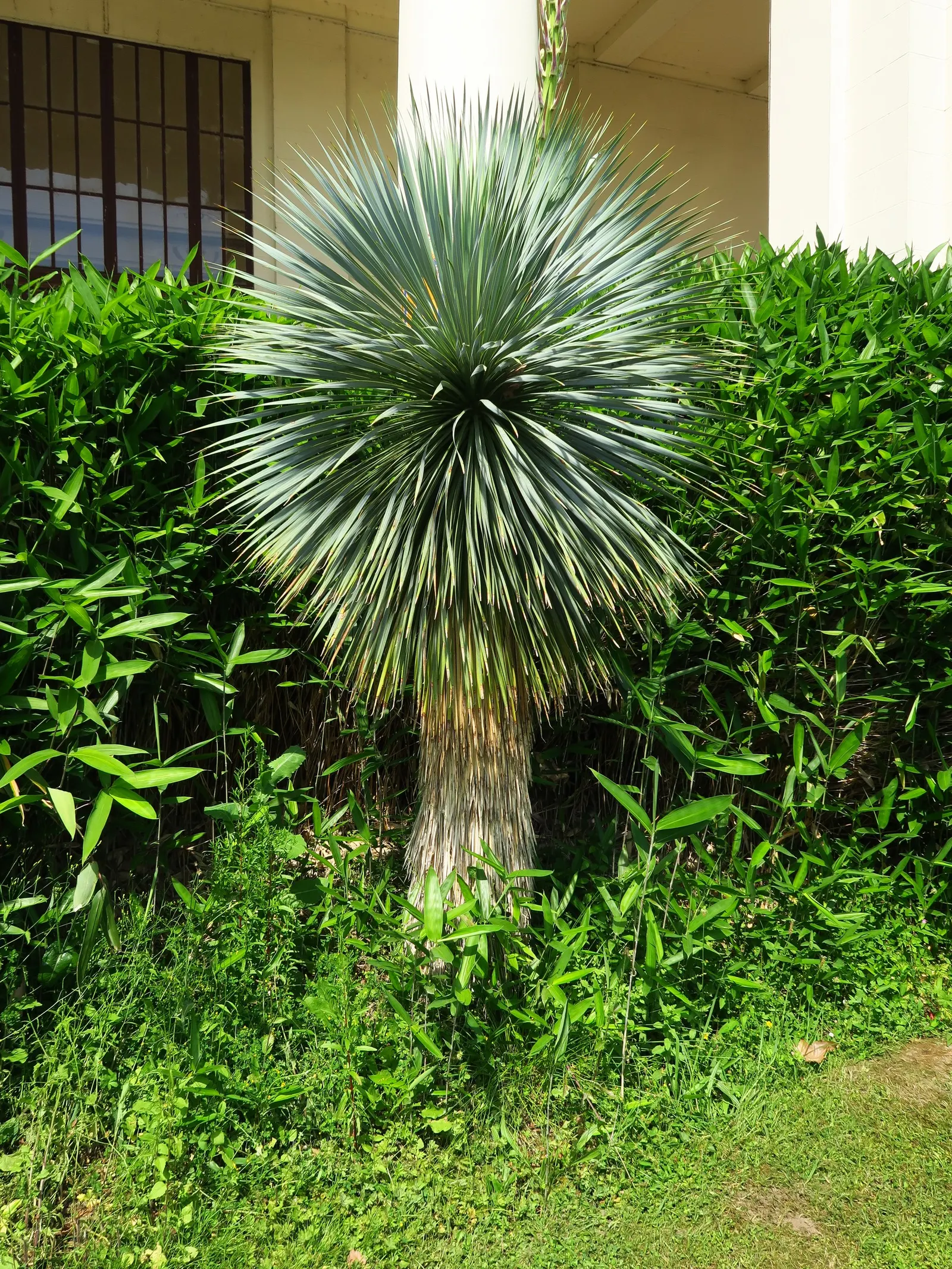 Big Bend Yucca (Yucca Rostrata) — with a spread of 4 to 6 feet
