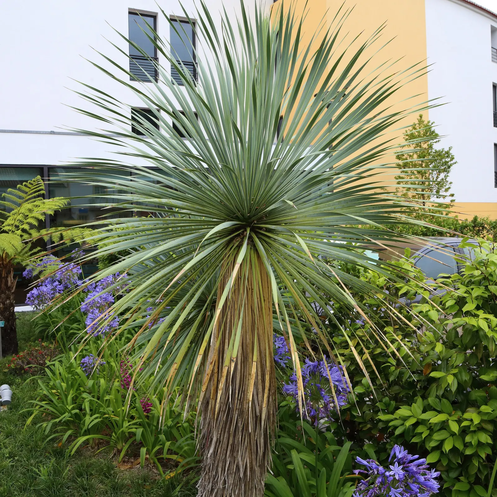 Big Bend Yucca (Yucca Rostrata) — bell-shaped white or off-white flowers