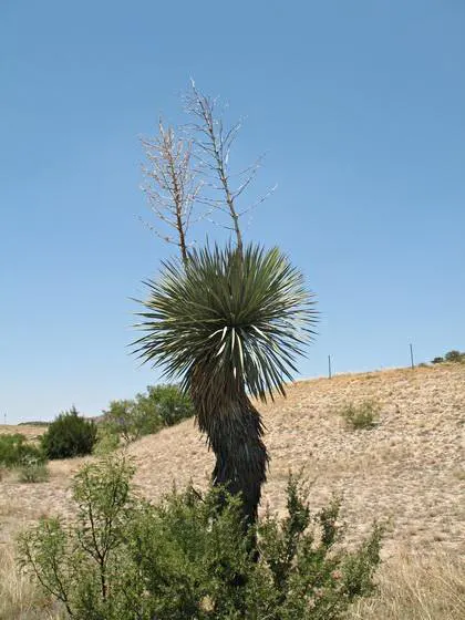 Big Bend Yucca (Yucca Rostrata) — ideal for xeriscape gardens and accentuating modern landscapes