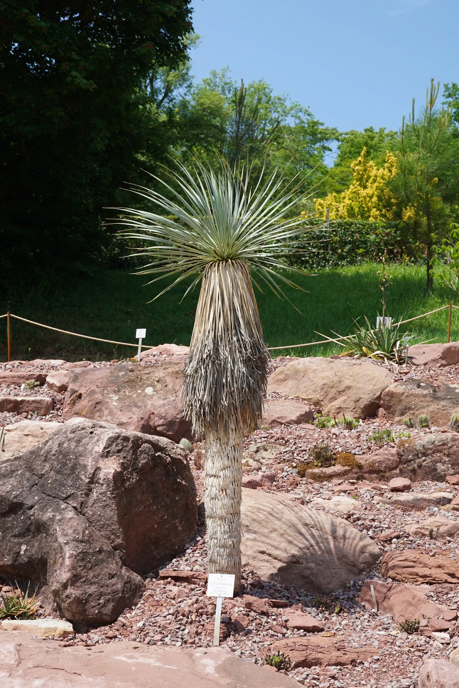 Big Bend Yucca (Yucca Rostrata) — while its stunning white blooms on a tall spike add allure in late spring to early summer, image 46