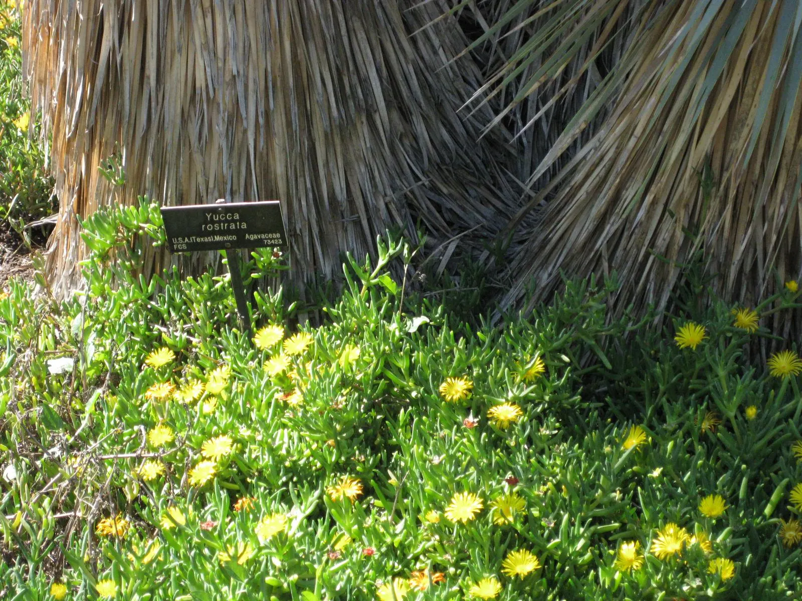 Big Bend Yucca (Yucca Rostrata) — pale blue-green leaves spanning around 2 feet; symmetrical crown atop a thick, image 44