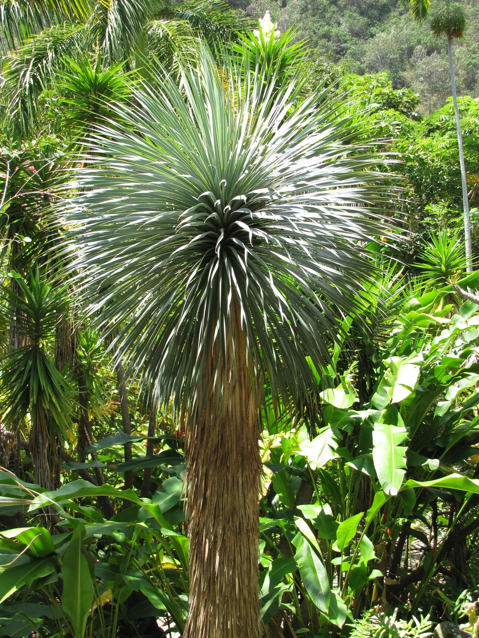 Big Bend Yucca (Yucca Rostrata) — is a visually striking and resilient plant; this plant's hardiness makes it suitable for USDA zones 5 through 11