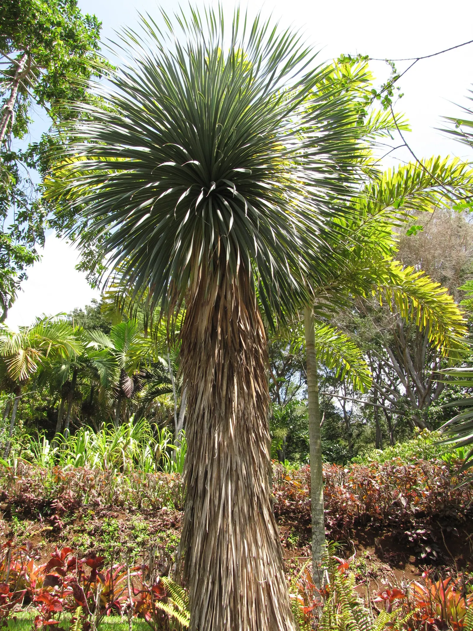 Big Bend Yucca (Yucca Rostrata) — spherical head of leaves creates a distinctly sculptural silhouette; this plant's hardiness makes it suitable for USDA zones
