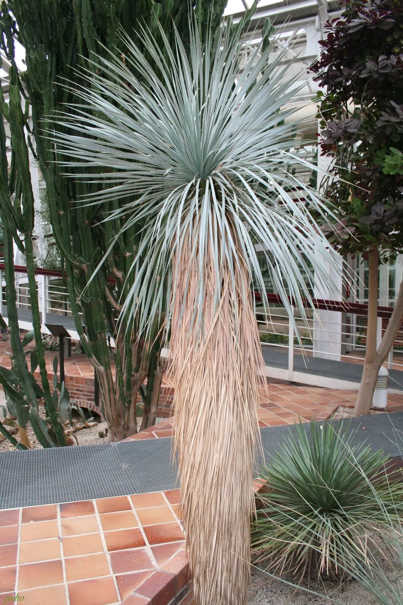 Big Bend Yucca (Yucca Rostrata) — This slow-growing evergreen can reach up to 12 to 15 feet in height; symmetrical crown atop a thick