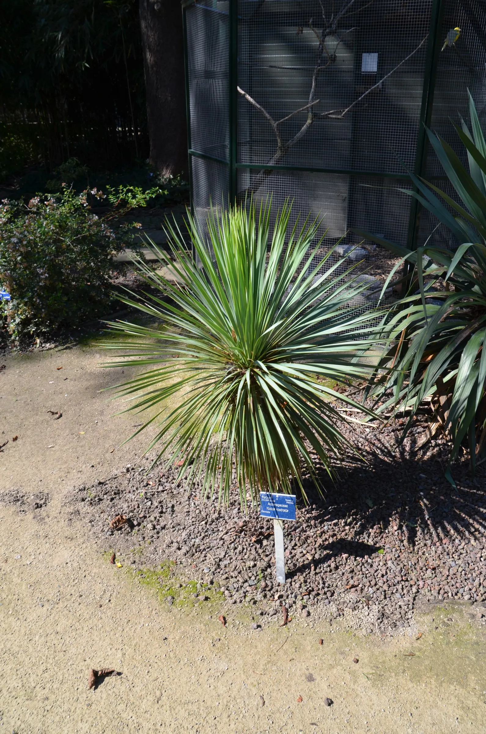 Big Bend Yucca (Yucca Rostrata) — Ideal for water-efficient landscapes due to its drought tolerance; symmetrical crown atop a thick