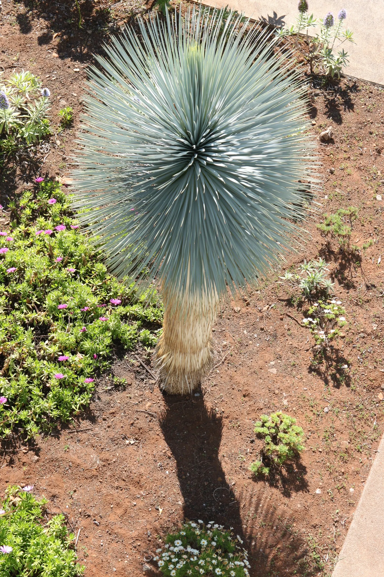 Big Bend Yucca (Yucca Rostrata) — with a spread of 4 to 6 feet; this plant's hardiness makes it suitable for USDA zones 5 through 11