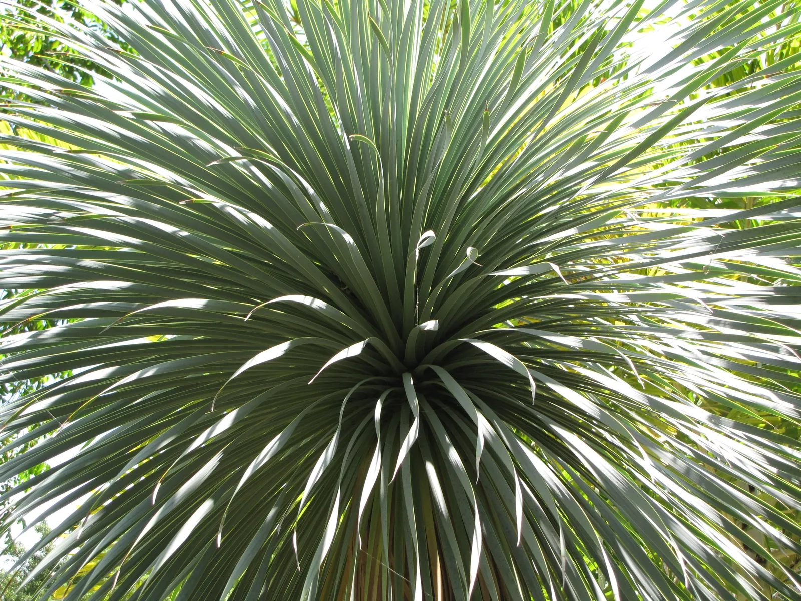 Big Bend Yucca (Yucca Rostrata) — while its stunning white blooms on a tall spike add allure in late spring to early summer, image 25