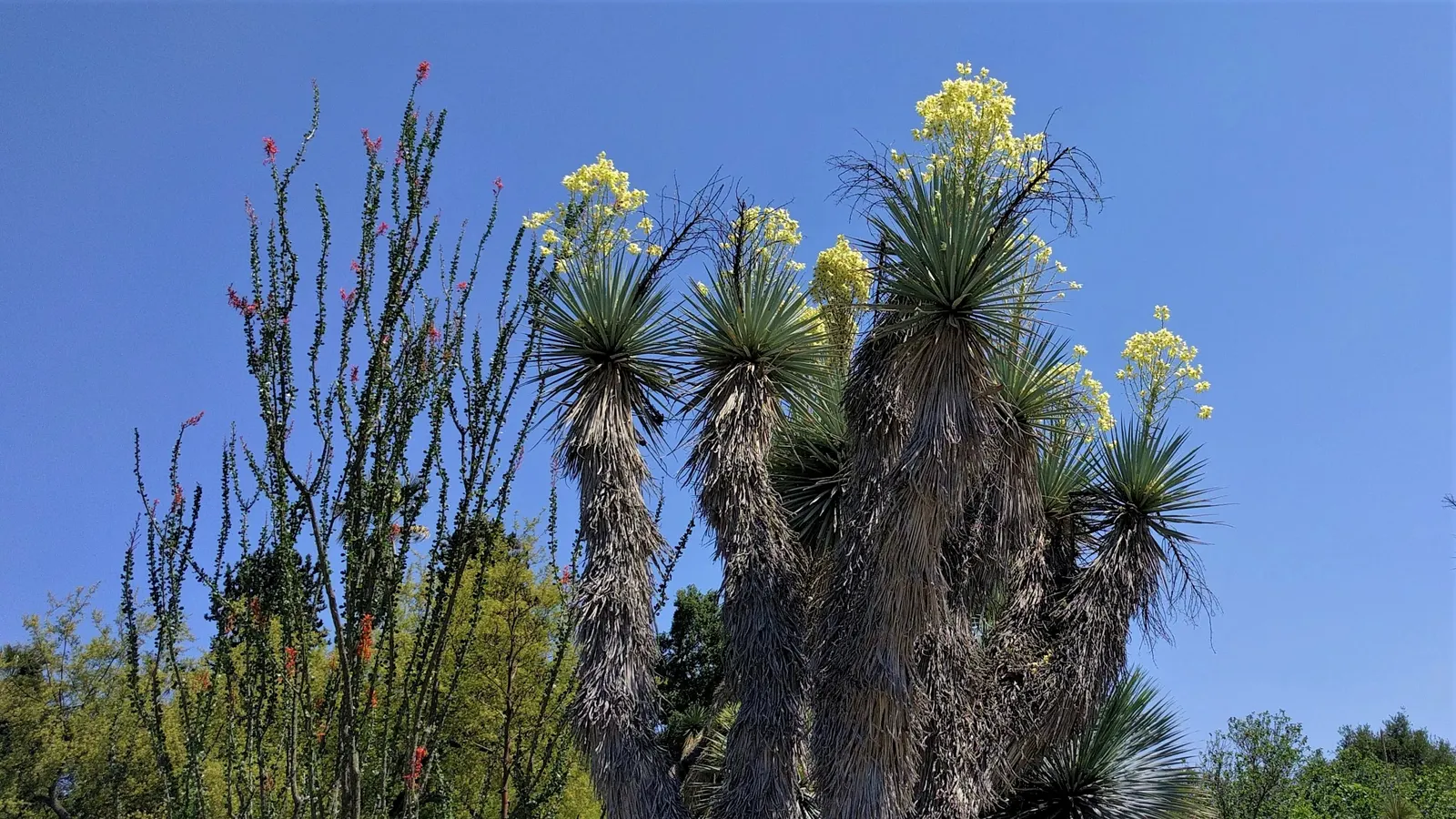 Big Bend Yucca (Yucca Rostrata) — shrub / tree with white blooms