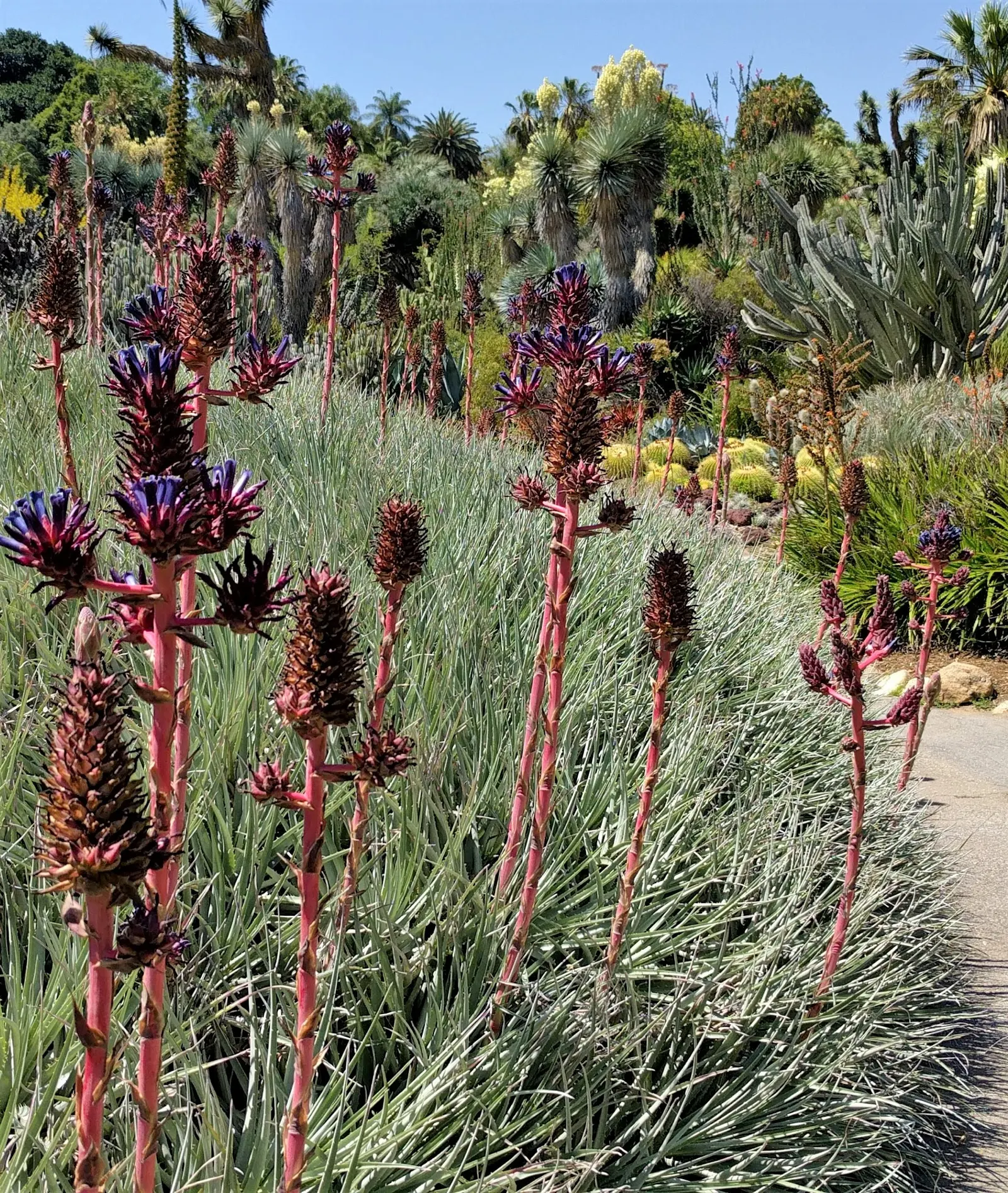 Big Bend Yucca (Yucca Rostrata) — is a striking specimen with a stout stem that can reach up to 12 feet tall and a crown of slender; while its stunning white