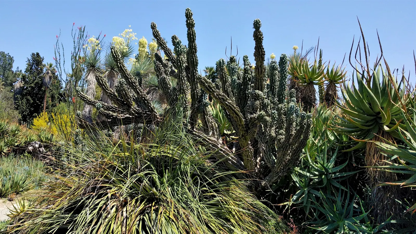 Big Bend Yucca (Yucca Rostrata) — pale blue-green leaves spanning around 2 feet; symmetrical crown atop a thick
