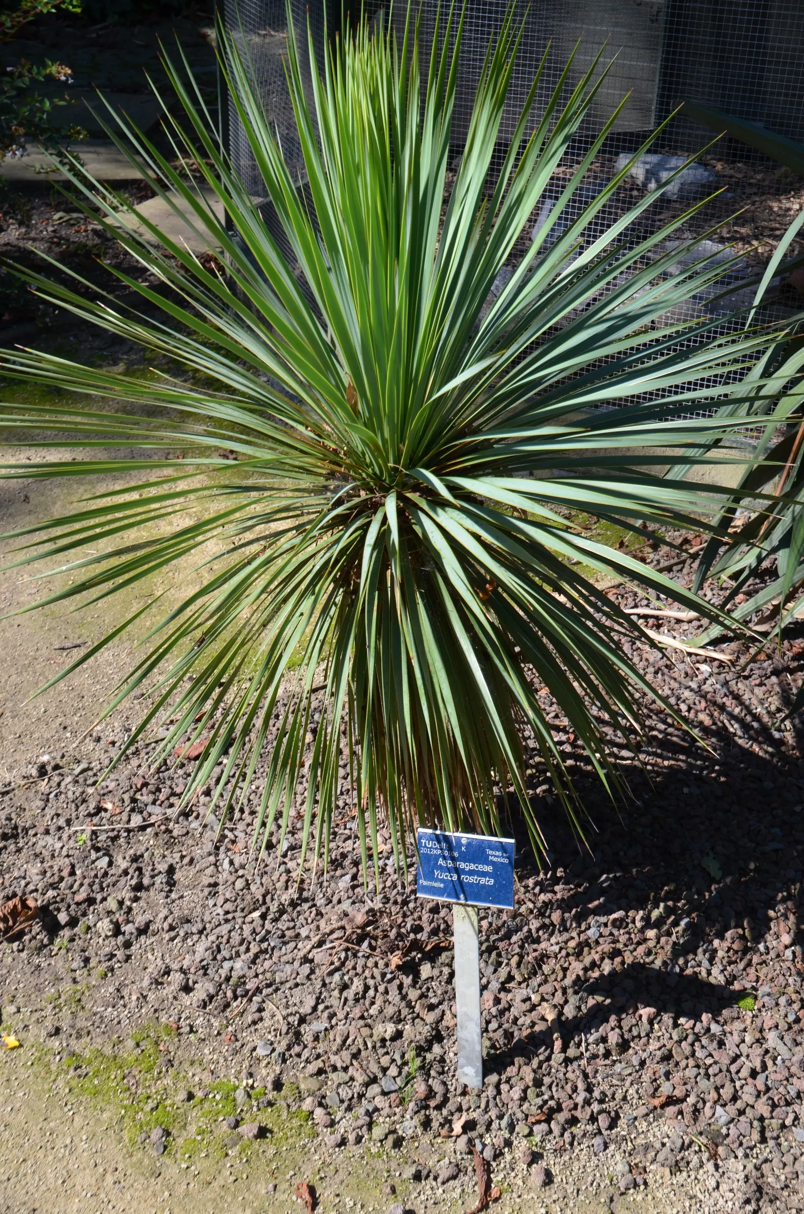 Big Bend Yucca (Yucca Rostrata) — ideal for xeriscape gardens and accentuating modern landscapes; while its stunning white blooms on a tall spike add allure in