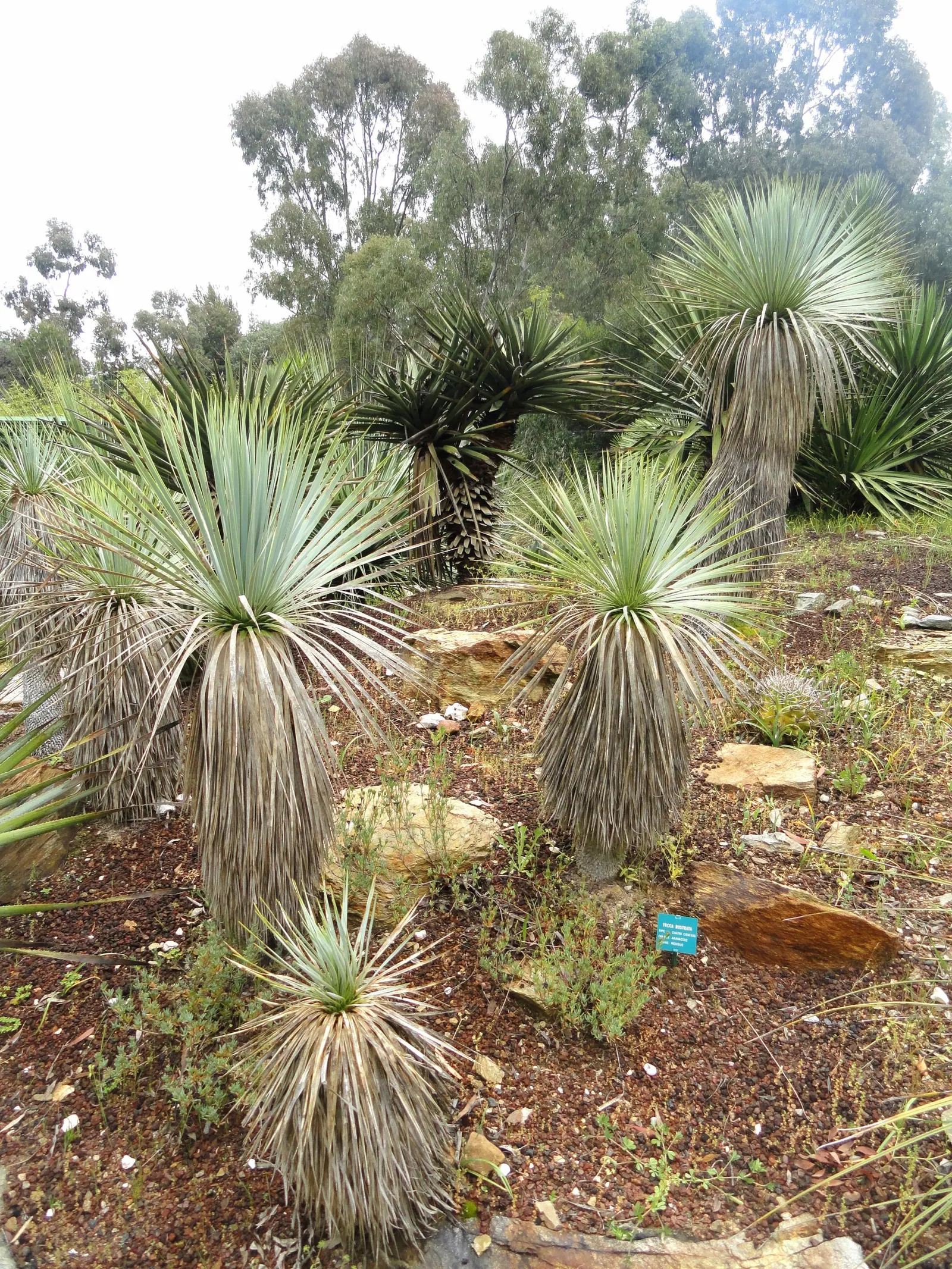 Big Bend Yucca (Yucca Rostrata) — bell-shaped white or off-white flowers; this plant's hardiness makes it suitable for USDA zones 5 through 11