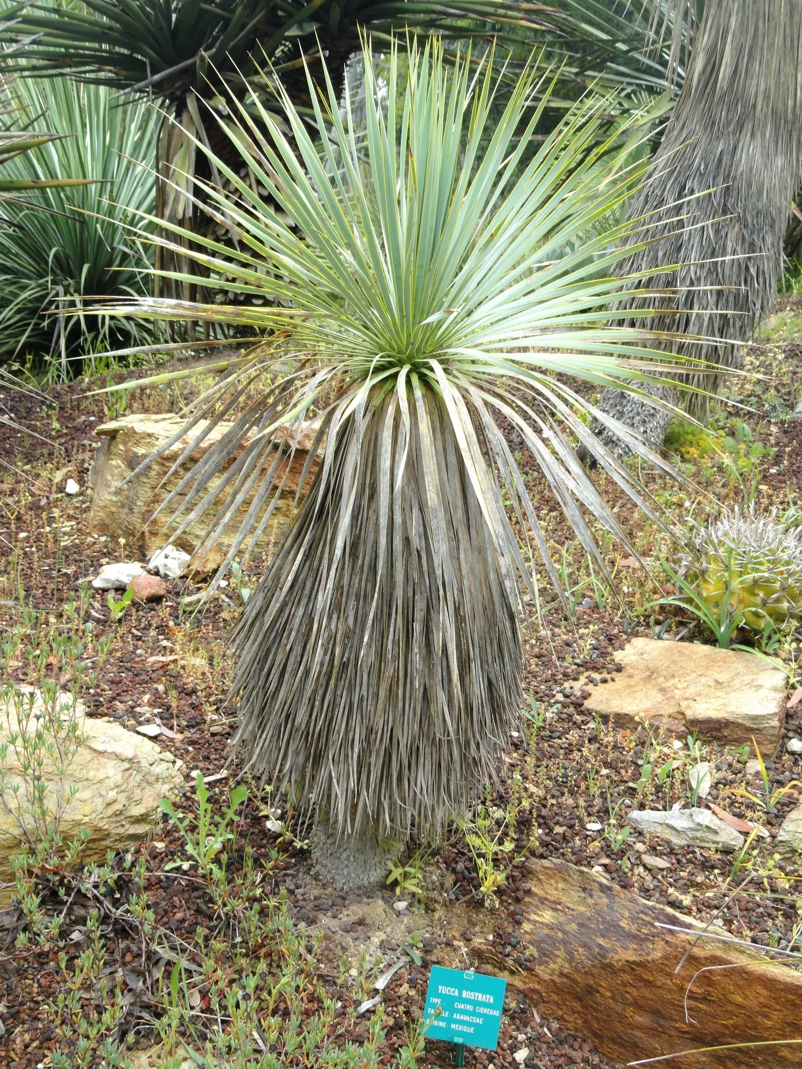 Big Bend Yucca (Yucca Rostrata) — and can measure about 2 feet in length; this plant's hardiness makes it suitable for USDA zones 5 through 11