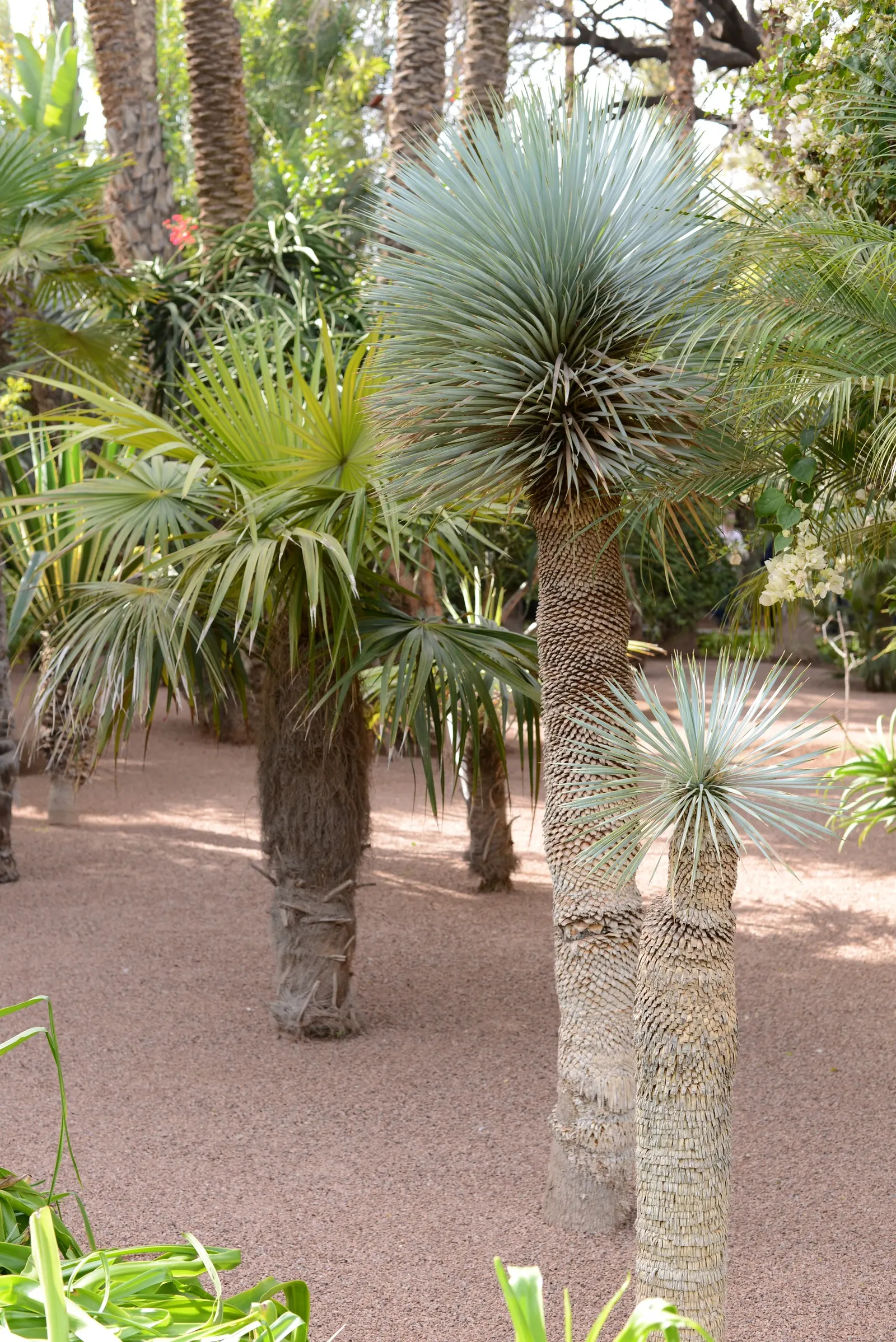 Big Bend Yucca (Yucca Rostrata) — Yucca rostrata produces towering flower spikes that can rise several feet above the foliage; while its stunning white blooms