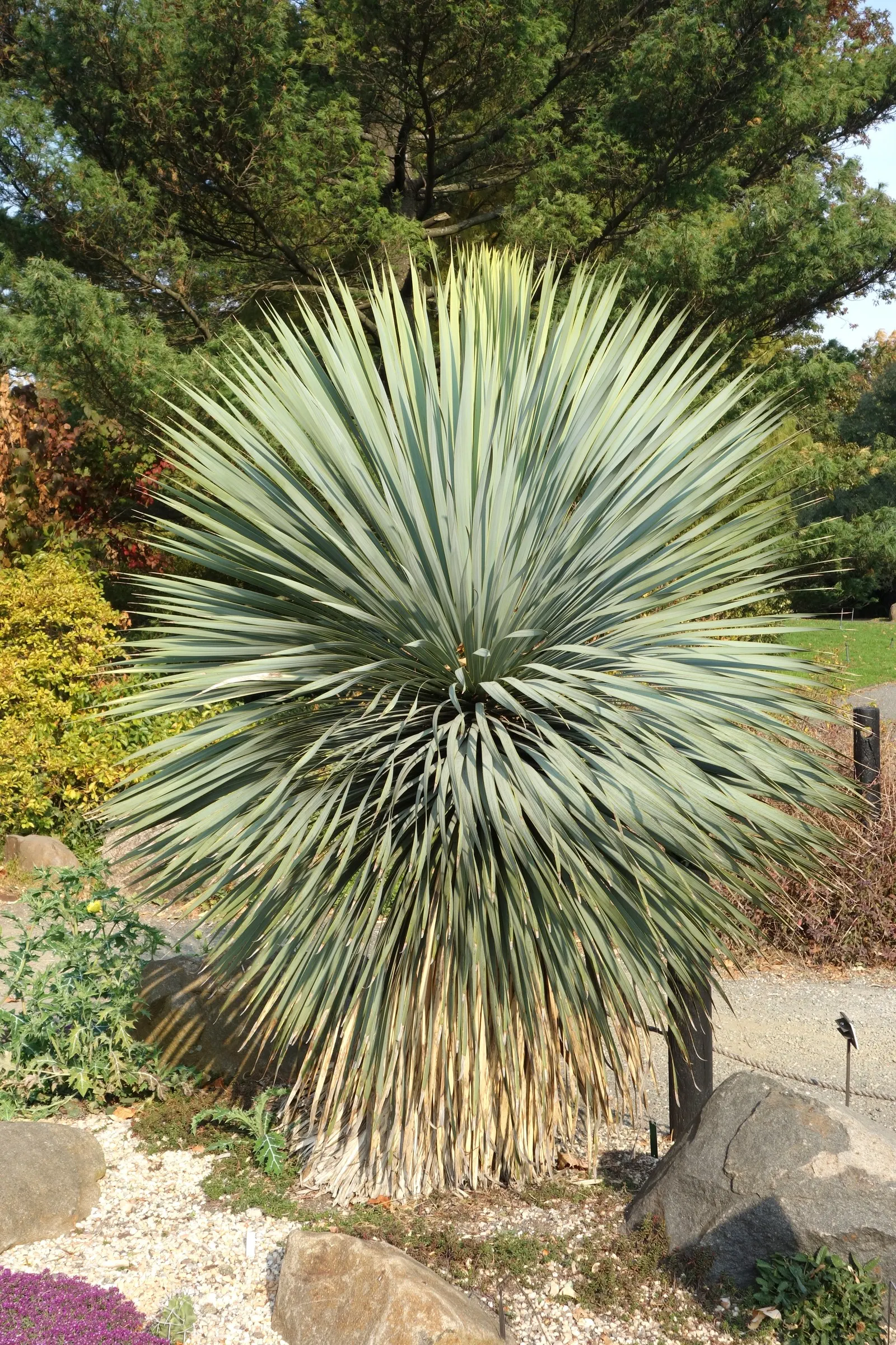 Big Bend Yucca (Yucca Rostrata) — the leaves of Yucca rostrata form a dense; while its stunning white blooms on a tall spike add allure in late spring to early