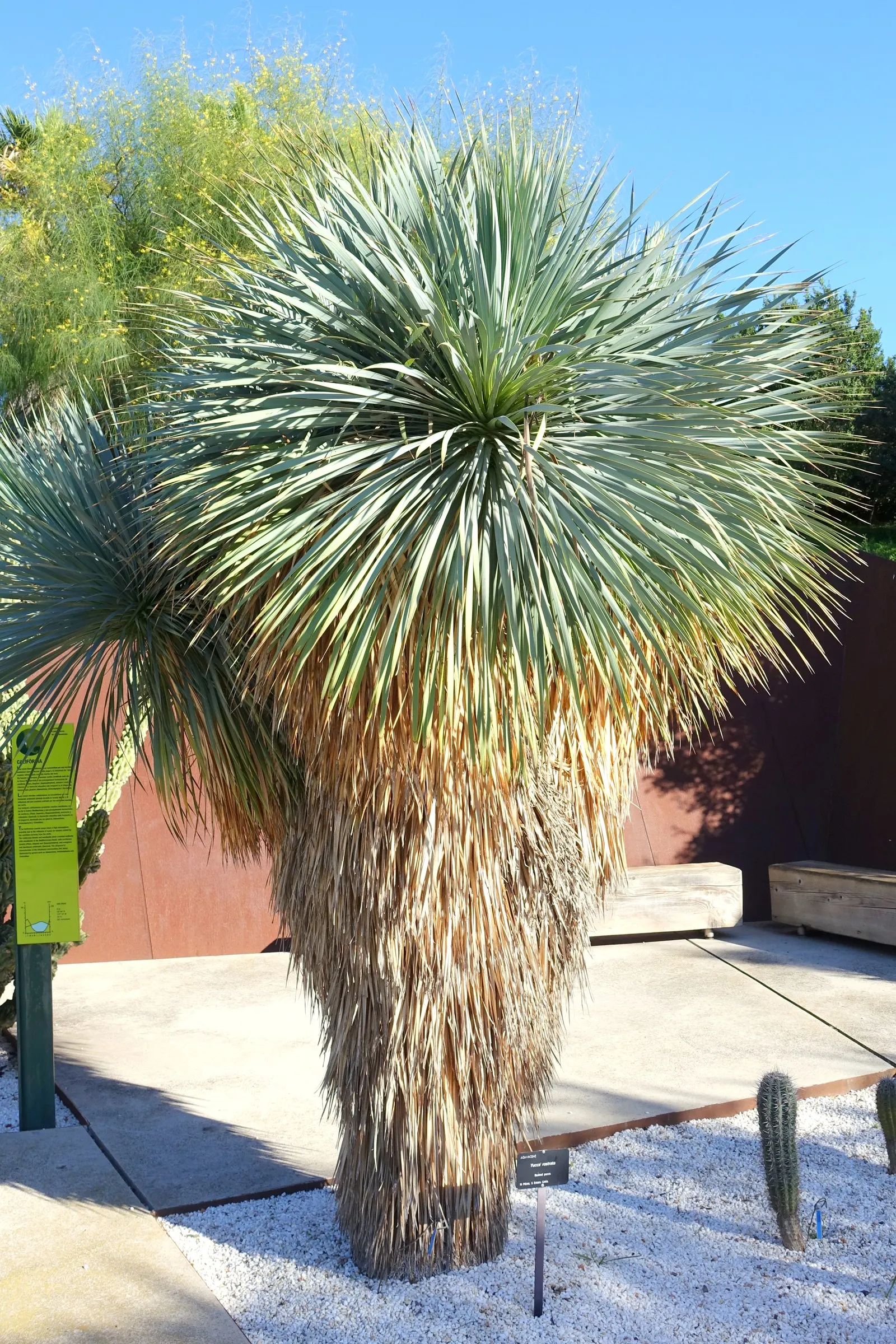 Big Bend Yucca (Yucca Rostrata) — symmetrical crown atop a thick, image 32