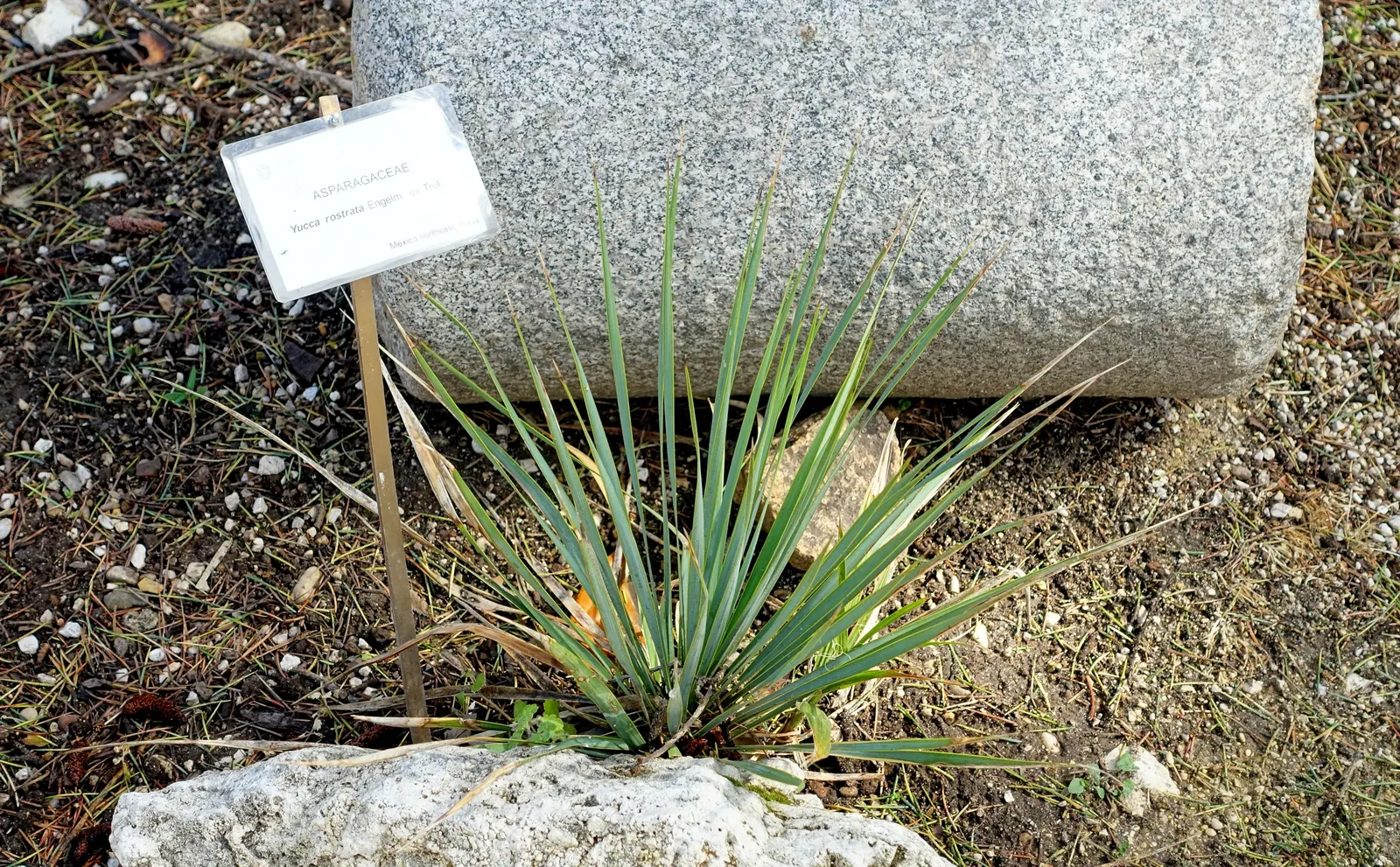 Big Bend Yucca (Yucca Rostrata) — showcasing clusters of pendent; symmetrical crown atop a thick