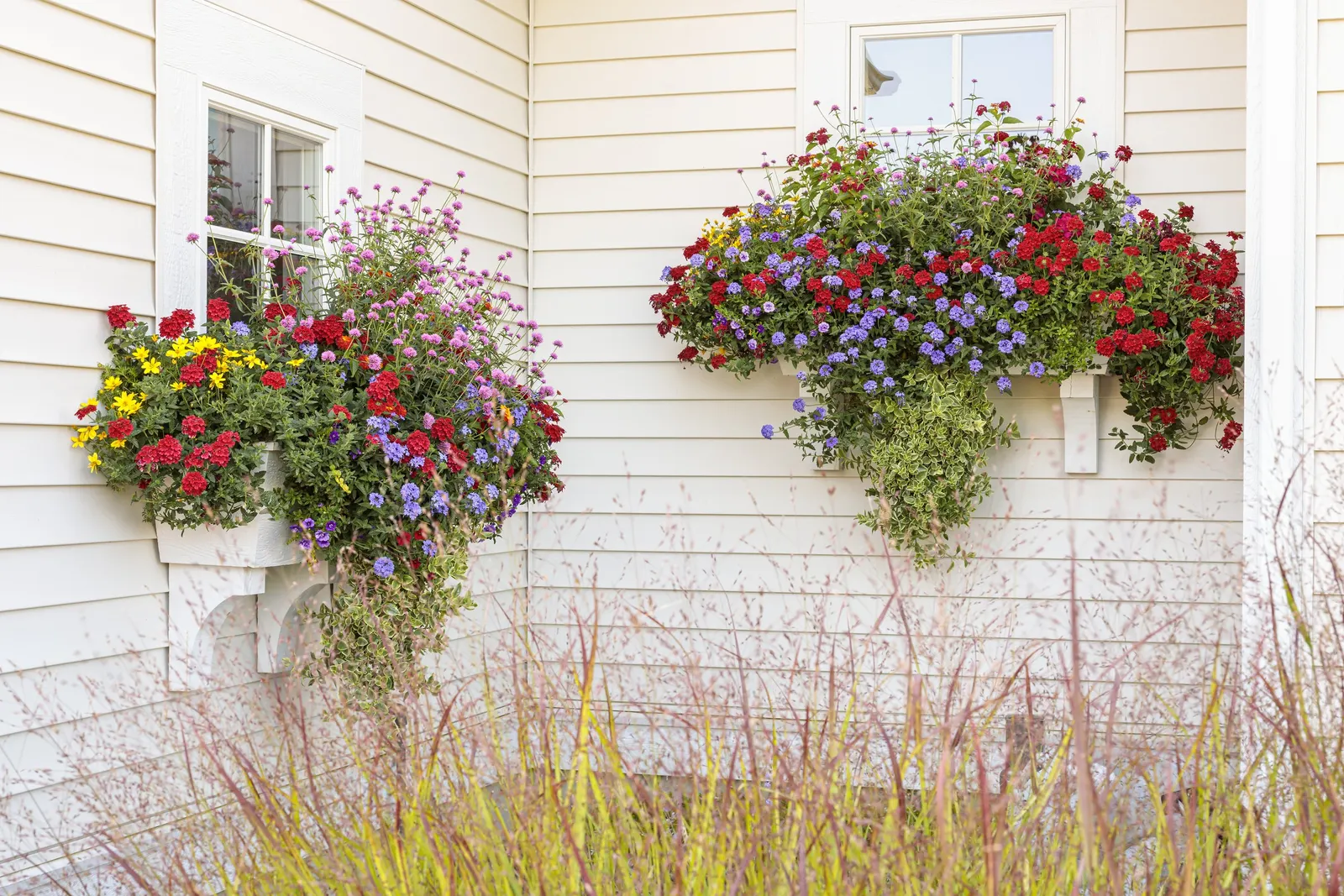 Violet Ice Verbena — Best in part sun to full sun