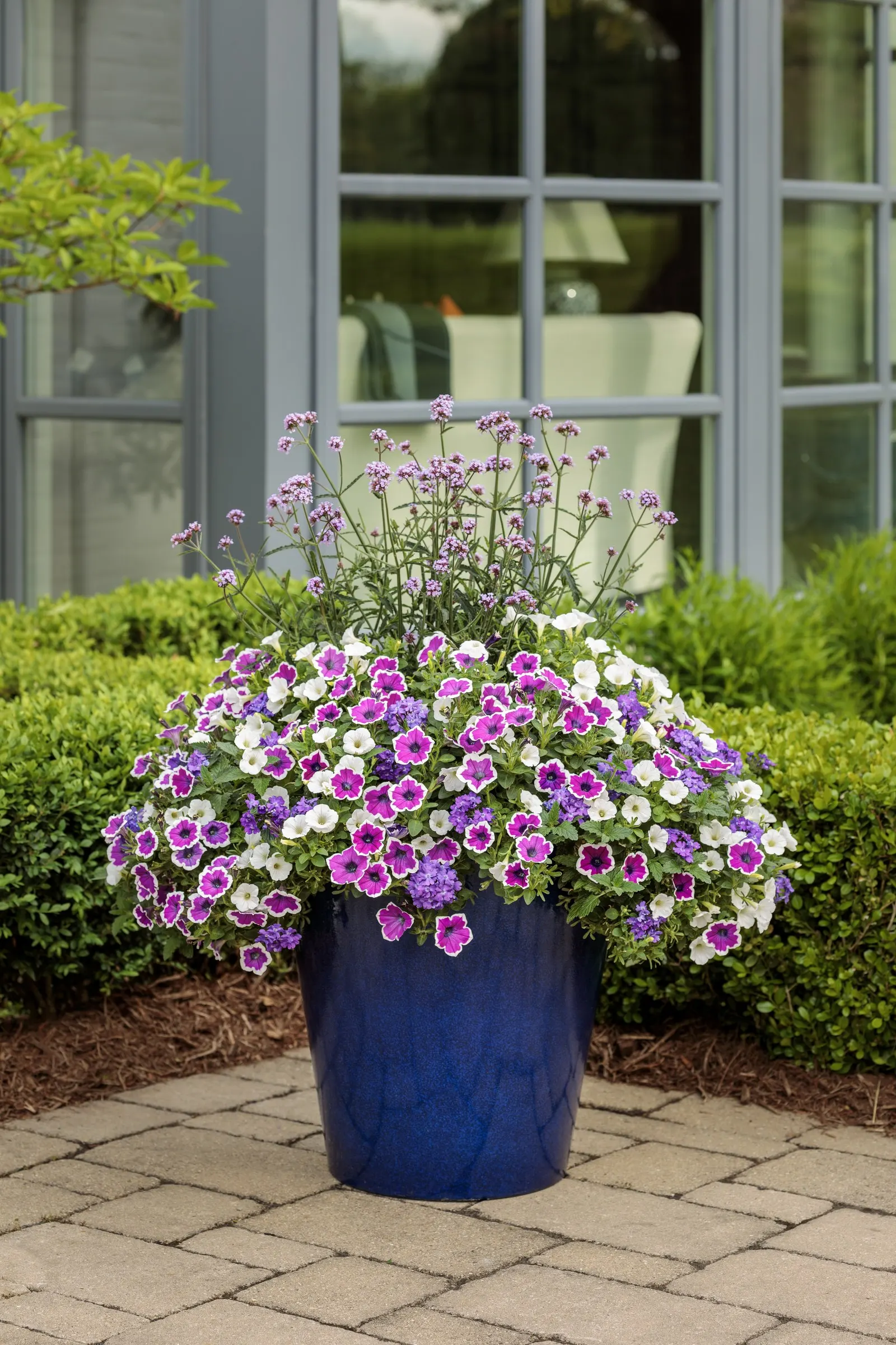Violet Ice Verbena — yet it is notably tolerant of heat