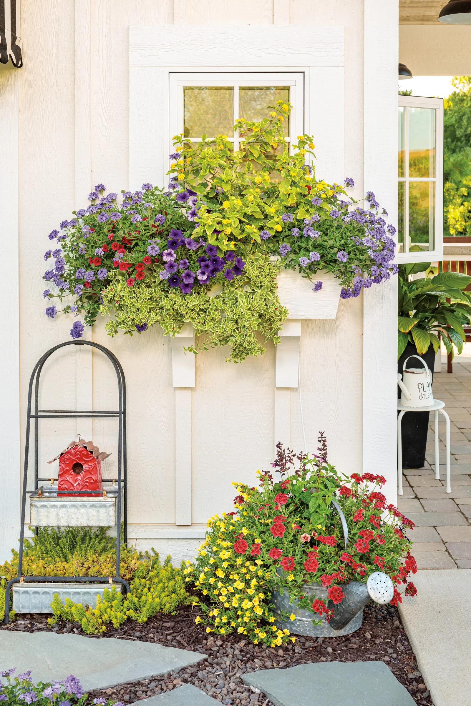 Violet Ice Verbena — mounding-trailing annual prized for its luminous purple flower clusters and crisp white eyes
