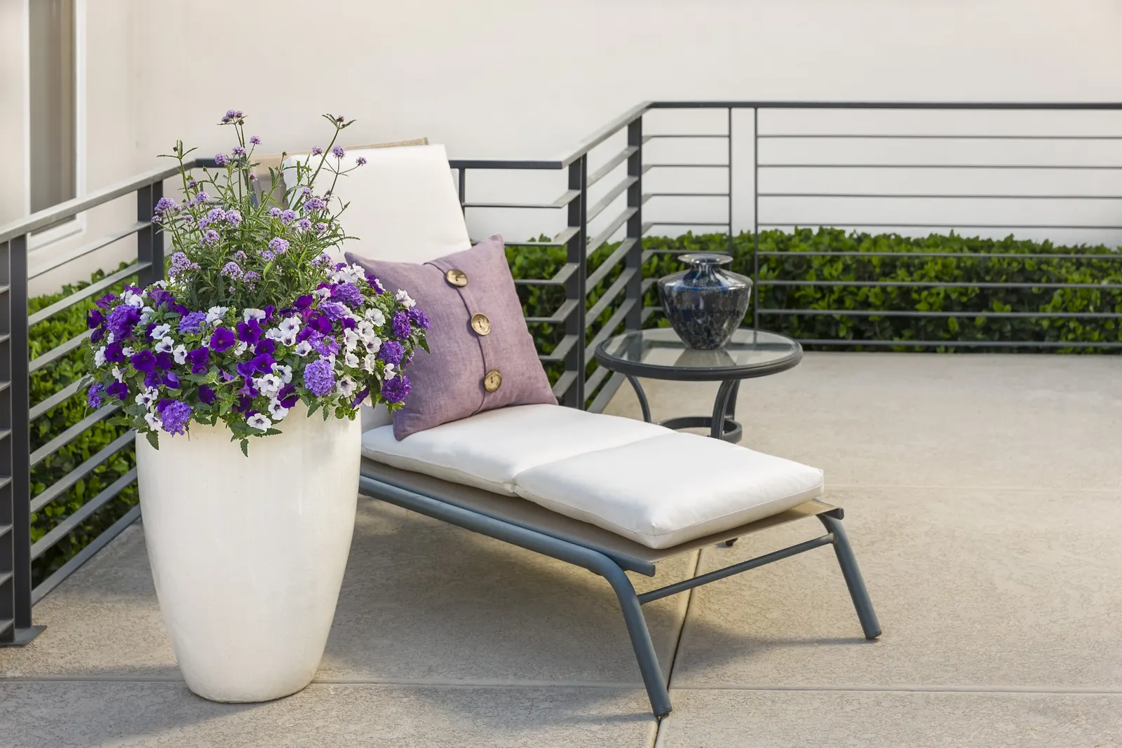 Violet Ice Verbena — where long days encourage its strongest floral display