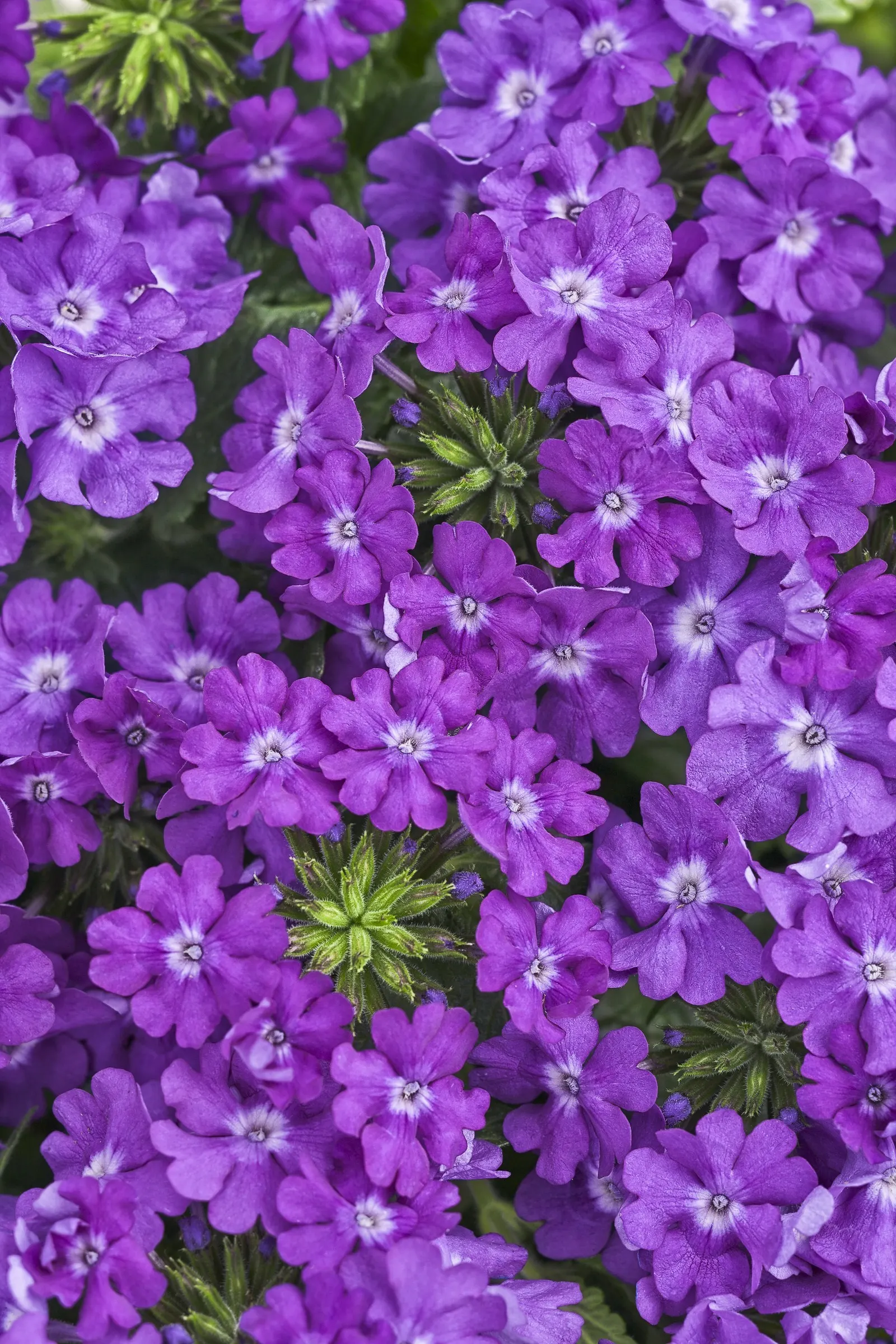 Violet Ice Verbena — and lower fertility once established