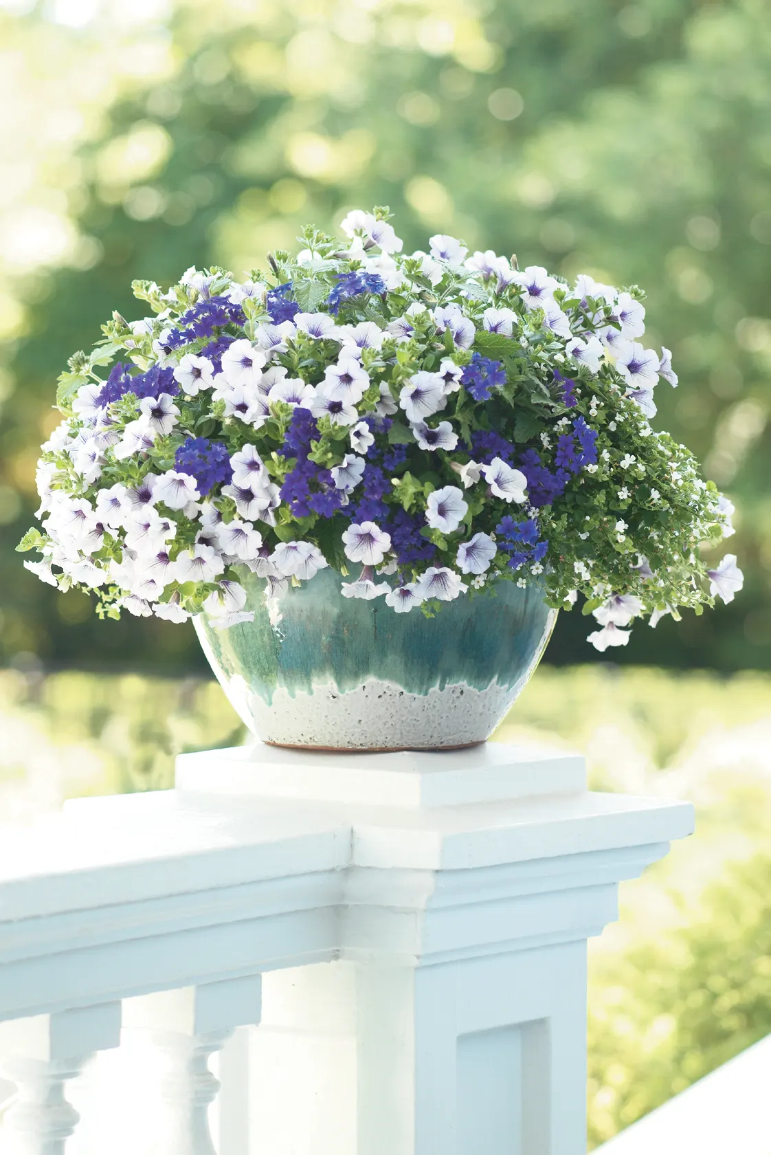 Violet Ice Verbena — while occasional natural variations—striped