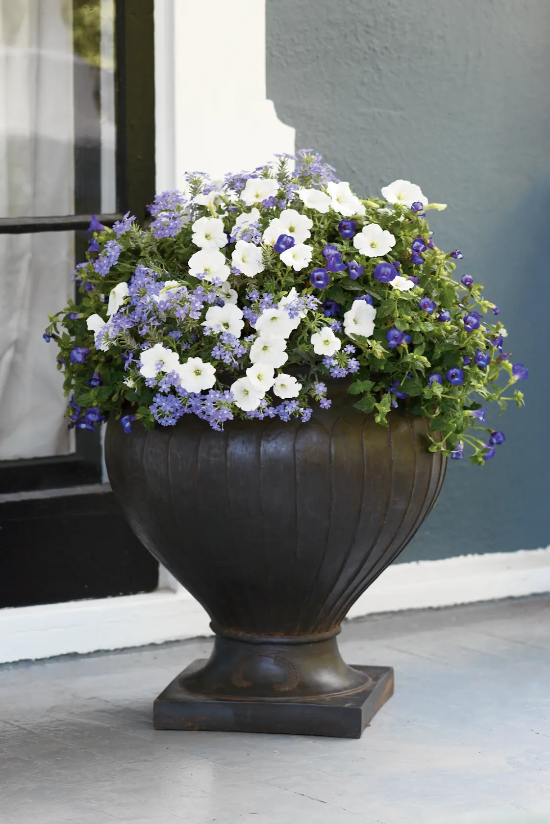 Violet Ice Verbena — with good heat tolerance and no deadheading needed