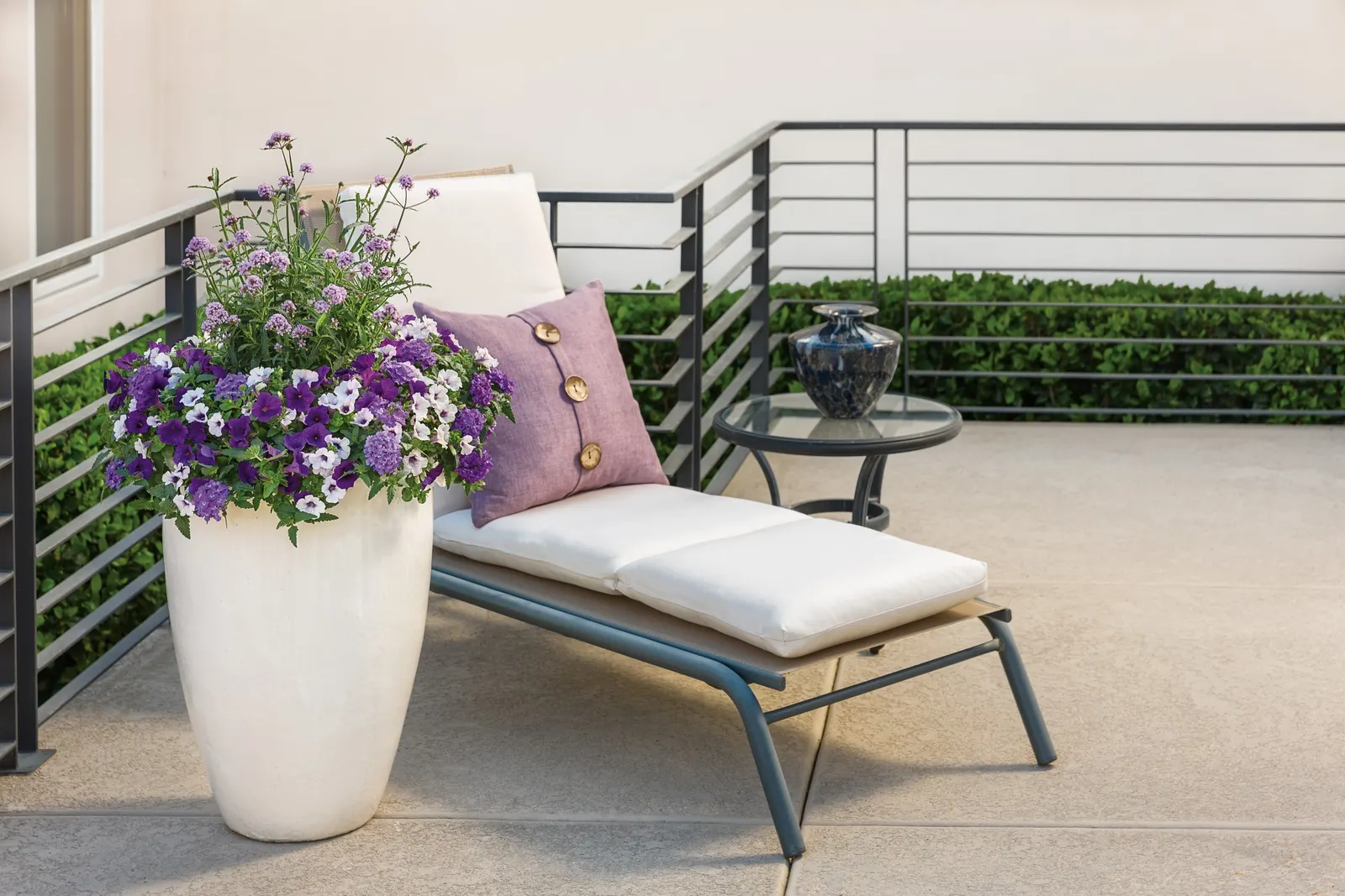 Violet Ice Verbena — average soil and average watering