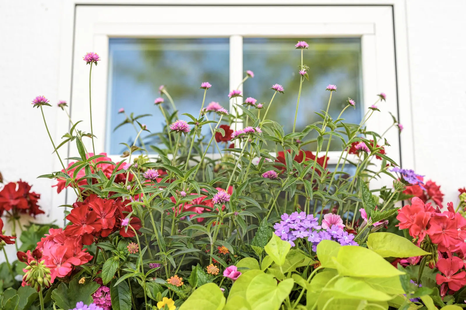 Violet Ice Verbena — Gardeners frequently report that it fills pots quickly