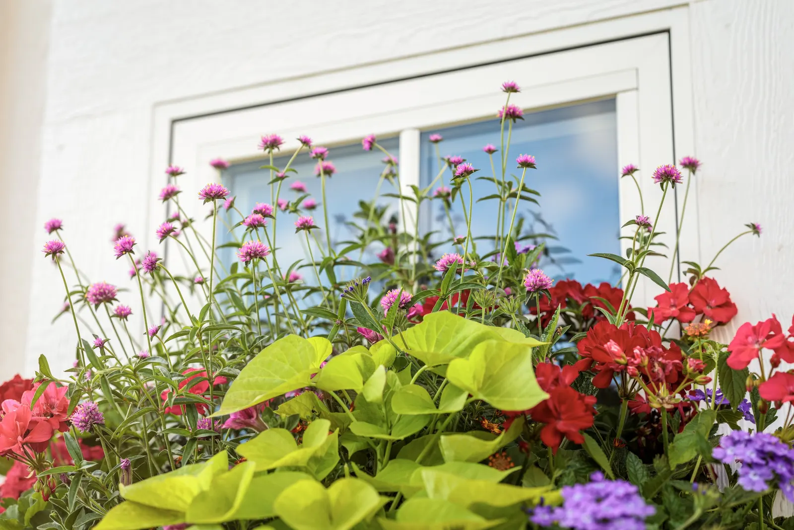 Violet Ice Verbena — It appreciates well-drained