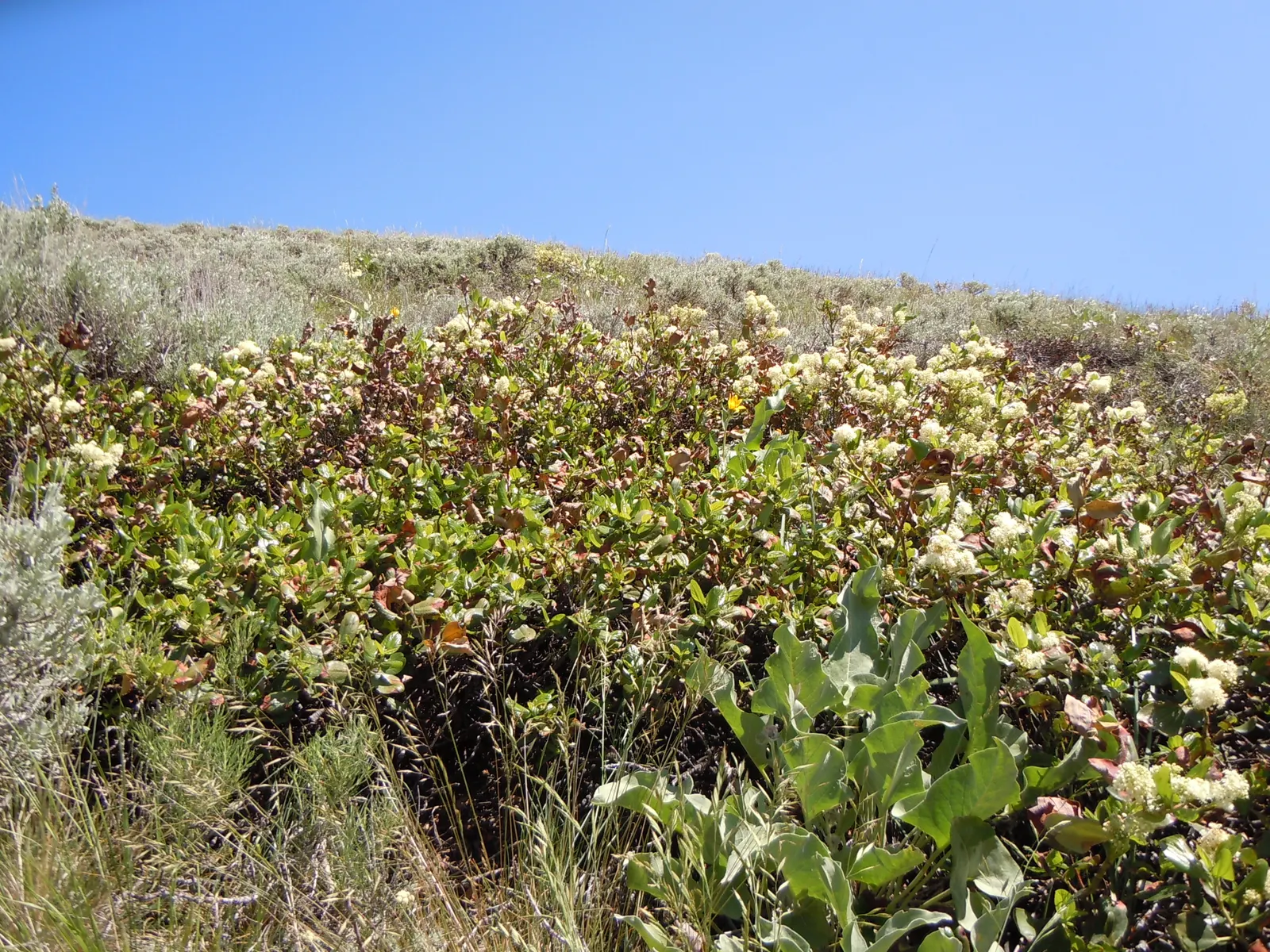 Deerbrush (Ceanothus Integerrimus) — Preferring full sun to partial shade, it's drought-tolerant once established; scientifically named Ceanothus, image 77