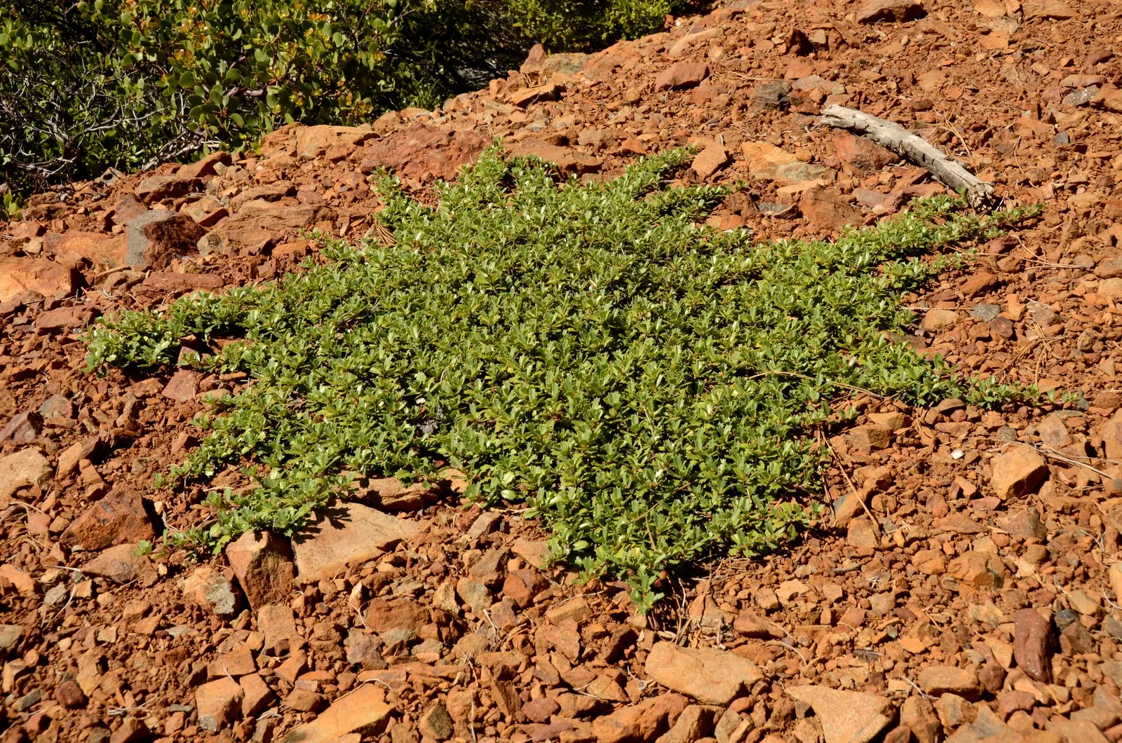 Deerbrush (Ceanothus Integerrimus) — sporting glossy green leaves that measure up to 3 inches long; with drought tolerance being a key feature