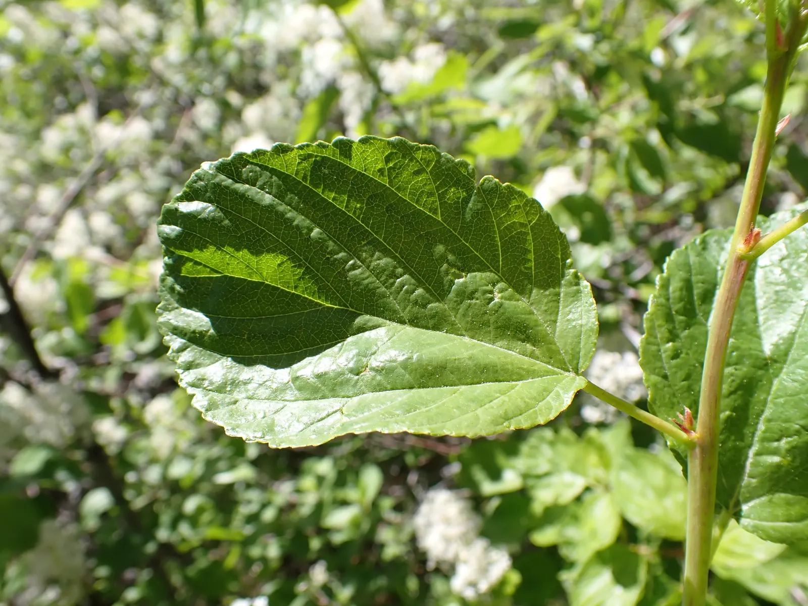 Deerbrush (Ceanothus Integerrimus) — is a versatile and lush addition to any landscaping project looking to celebrate North American native flora, image 57