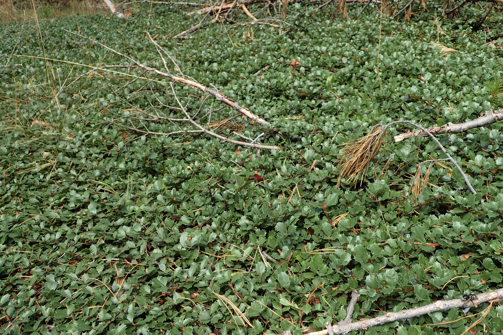 Deerbrush (Ceanothus Integerrimus) — shrub for full or half