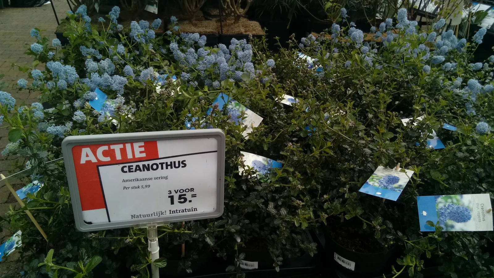 Deerbrush (Ceanothus Integerrimus) — It requires minimal maintenance once established; ideal for naturalistic settings, it attracts pollinators and, image 63