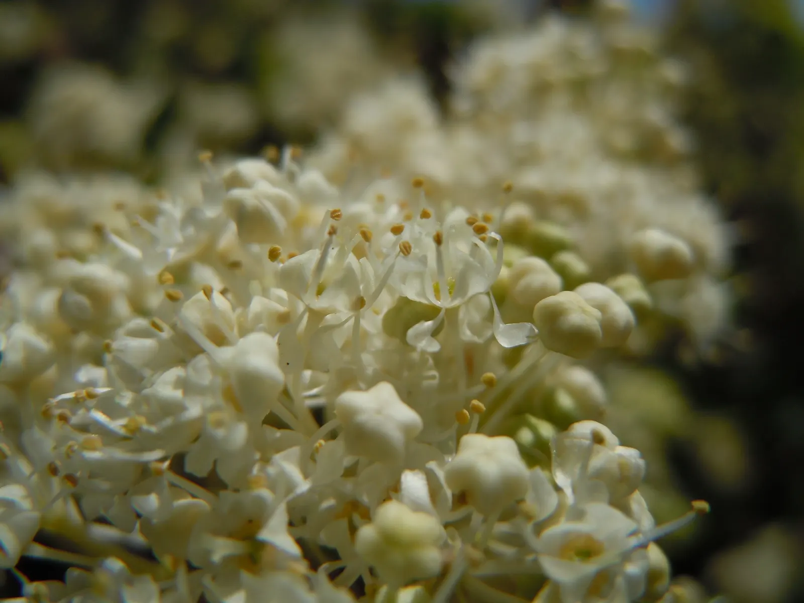 Deerbrush (Ceanothus Integerrimus) — leaving ample space for its natural form to flourish; shrub for full or half