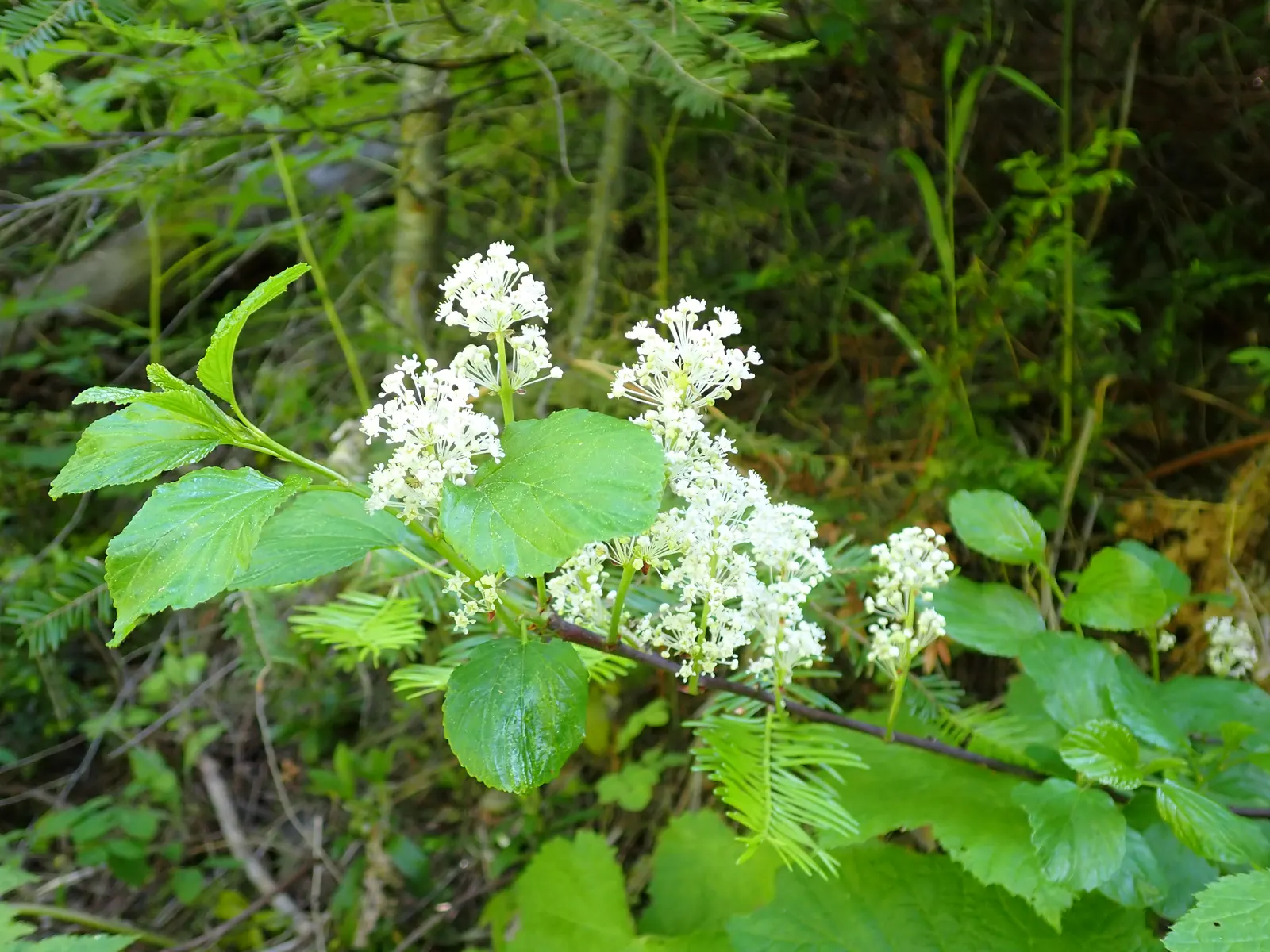 Deerbrush (Ceanothus Integerrimus) — the Deerbrush is a midsized specimen that promises to bring structure and vibrancy to the landscape; this, image 59