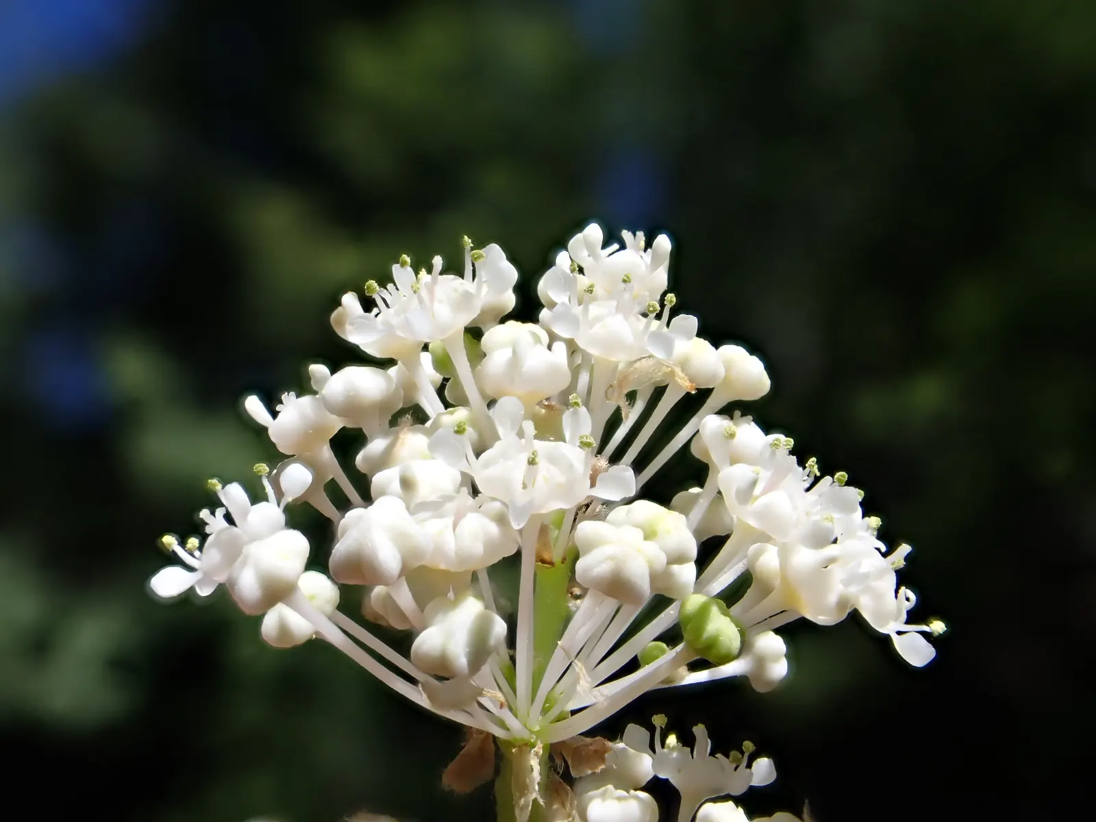 Deerbrush (Ceanothus Integerrimus) — Be mindful that in residential settings