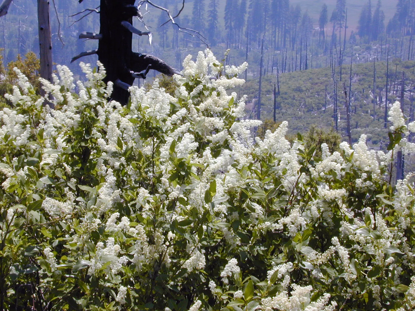 Deerbrush (Ceanothus Integerrimus) — Preferring full sun to partial shade, it's drought-tolerant once established