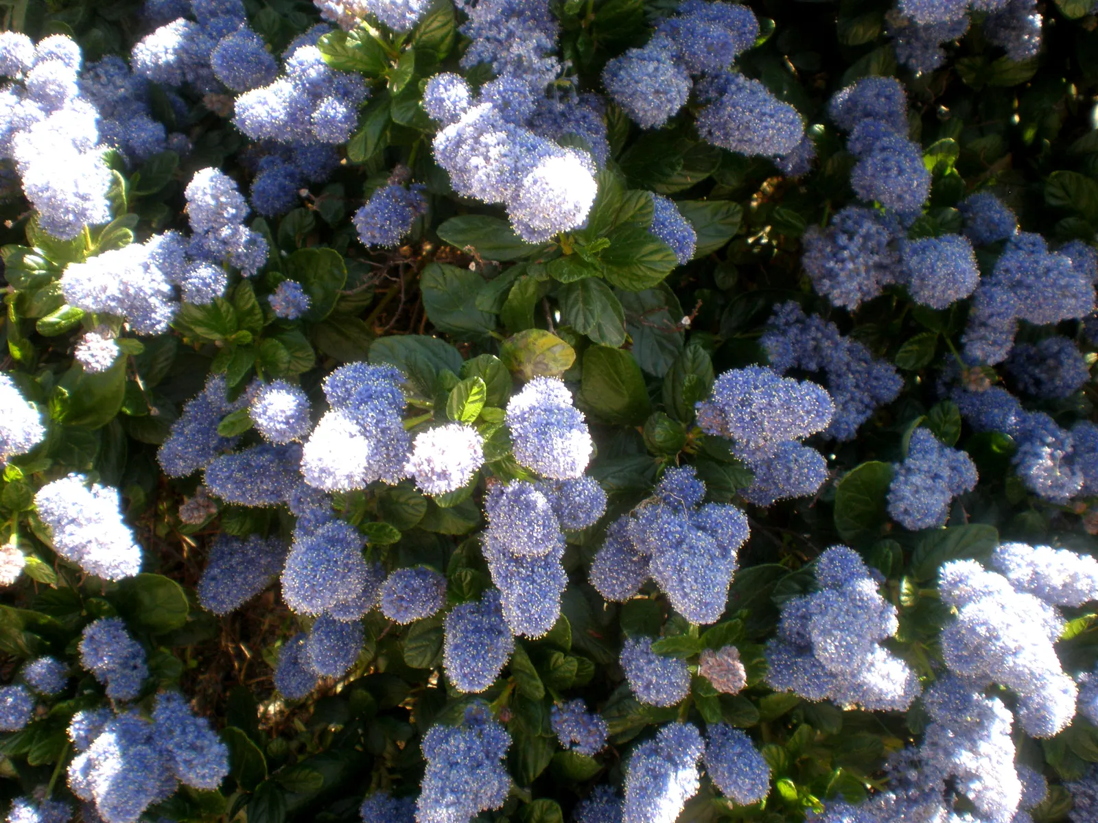 Deerbrush (Ceanothus Integerrimus) — this shrub should be strategically placed to accommodate its potential growth in both height and width; this species is