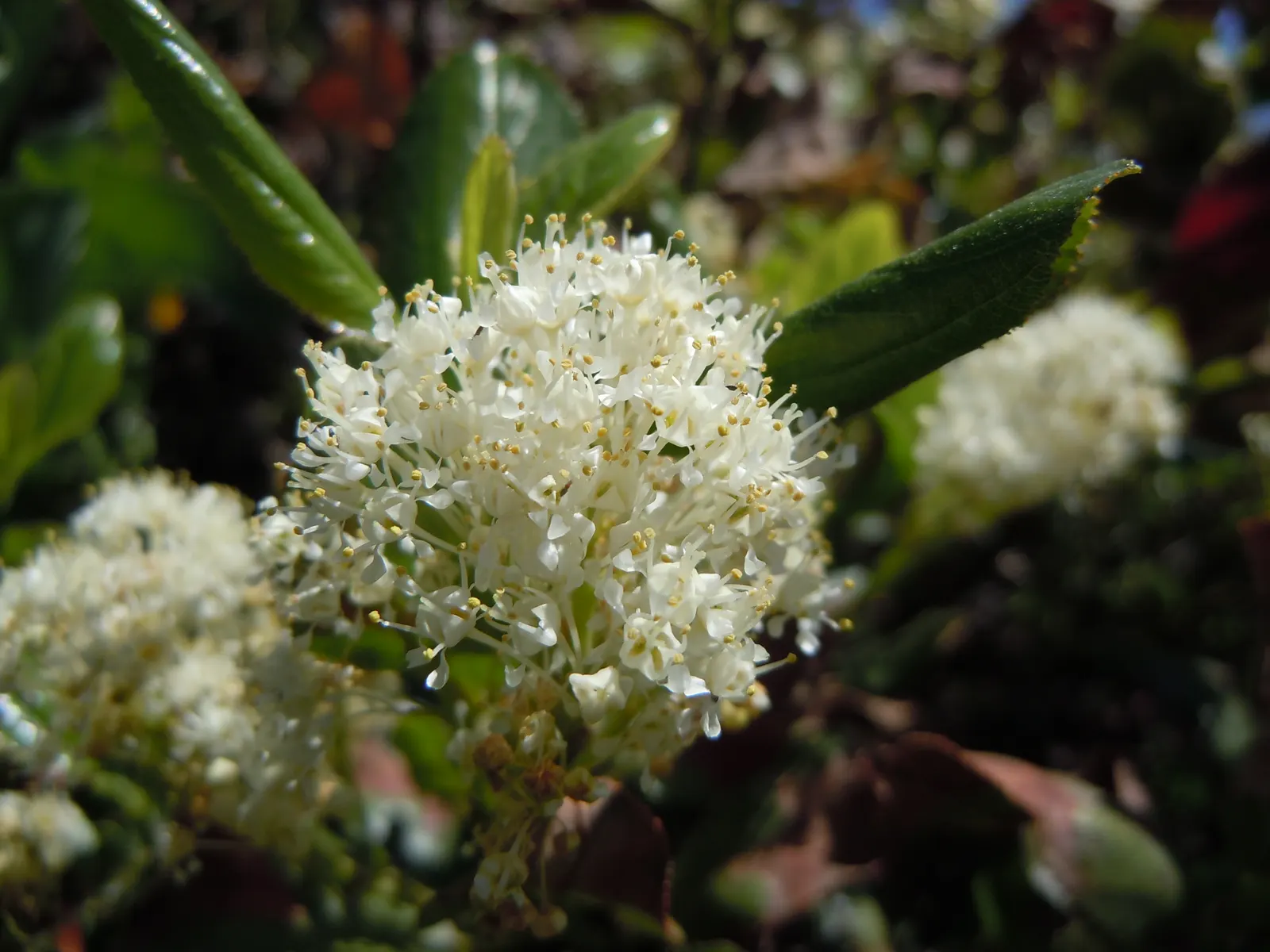 Deerbrush (Ceanothus Integerrimus) — the Deerbrush is a midsized specimen that promises to bring structure and vibrancy to the landscape; this, image 83
